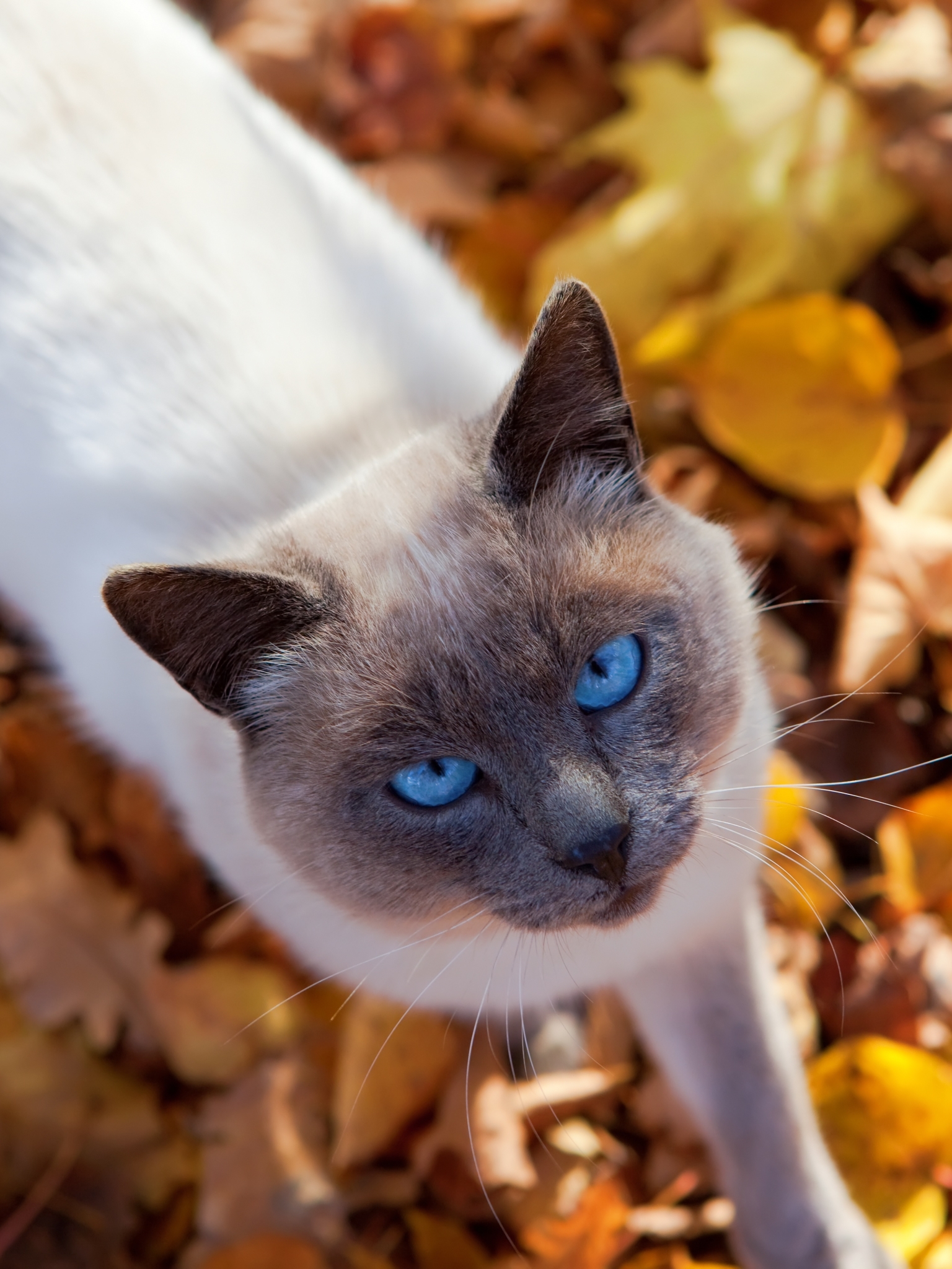 1137107 économiseurs d'écran et fonds d'écran Chats sur votre téléphone. Téléchargez  images gratuitement