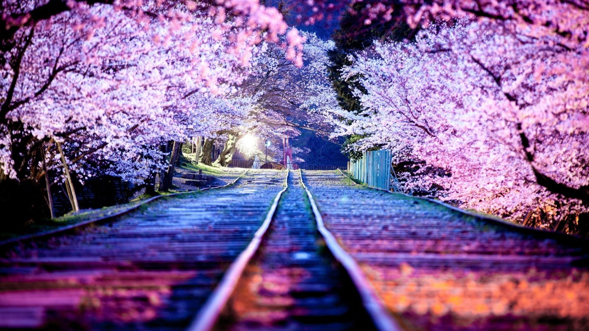 Free download wallpaper Flowers, Night, Earth, Cherry Blossom, Blossom on your PC desktop