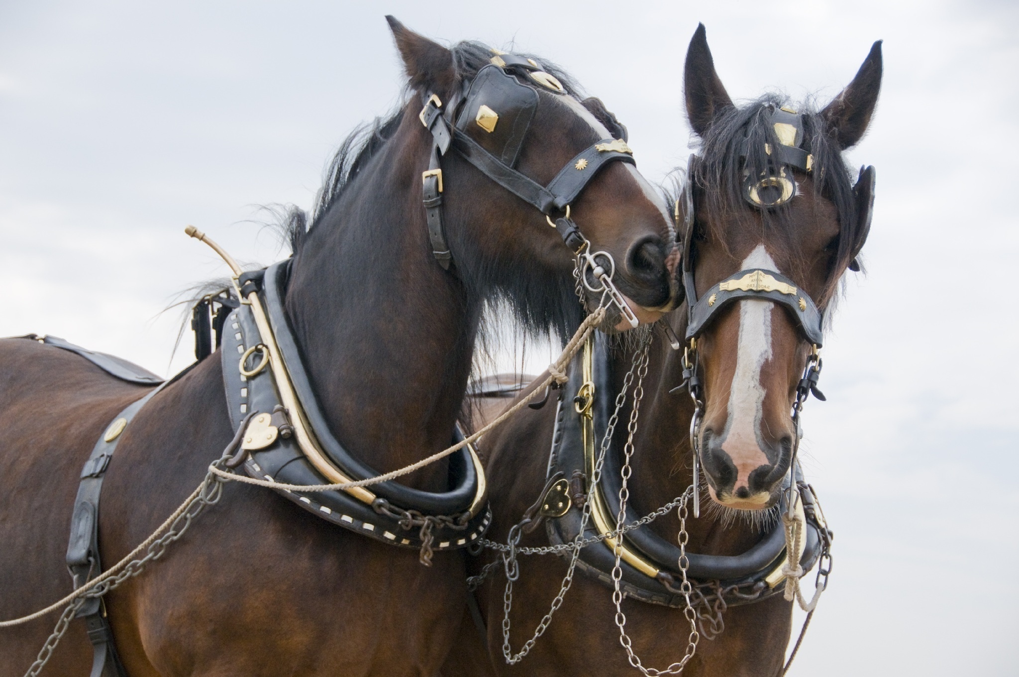 Laden Sie das Tiere, Hauspferd-Bild kostenlos auf Ihren PC-Desktop herunter