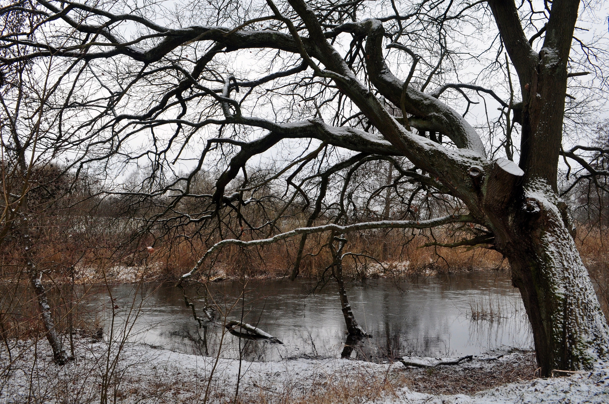 snow, winter, nature, rivers, wood, tree for android