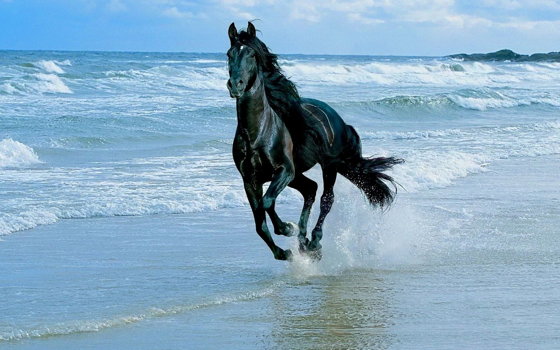 23964 descargar fondo de pantalla caballos, animales, mar, ondas, azul: protectores de pantalla e imágenes gratis