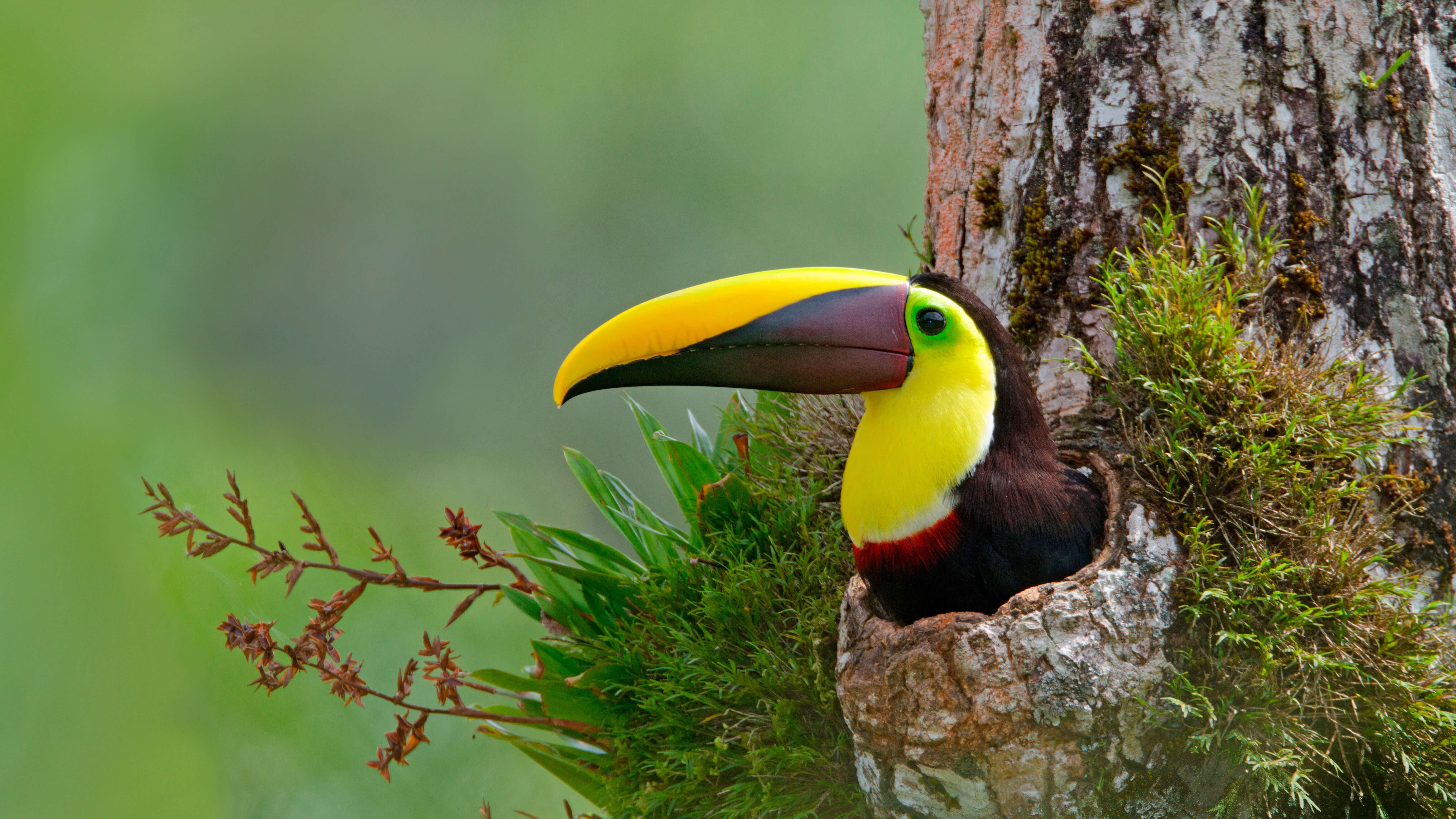 trunk, birds, animal, toucan, beak, bird