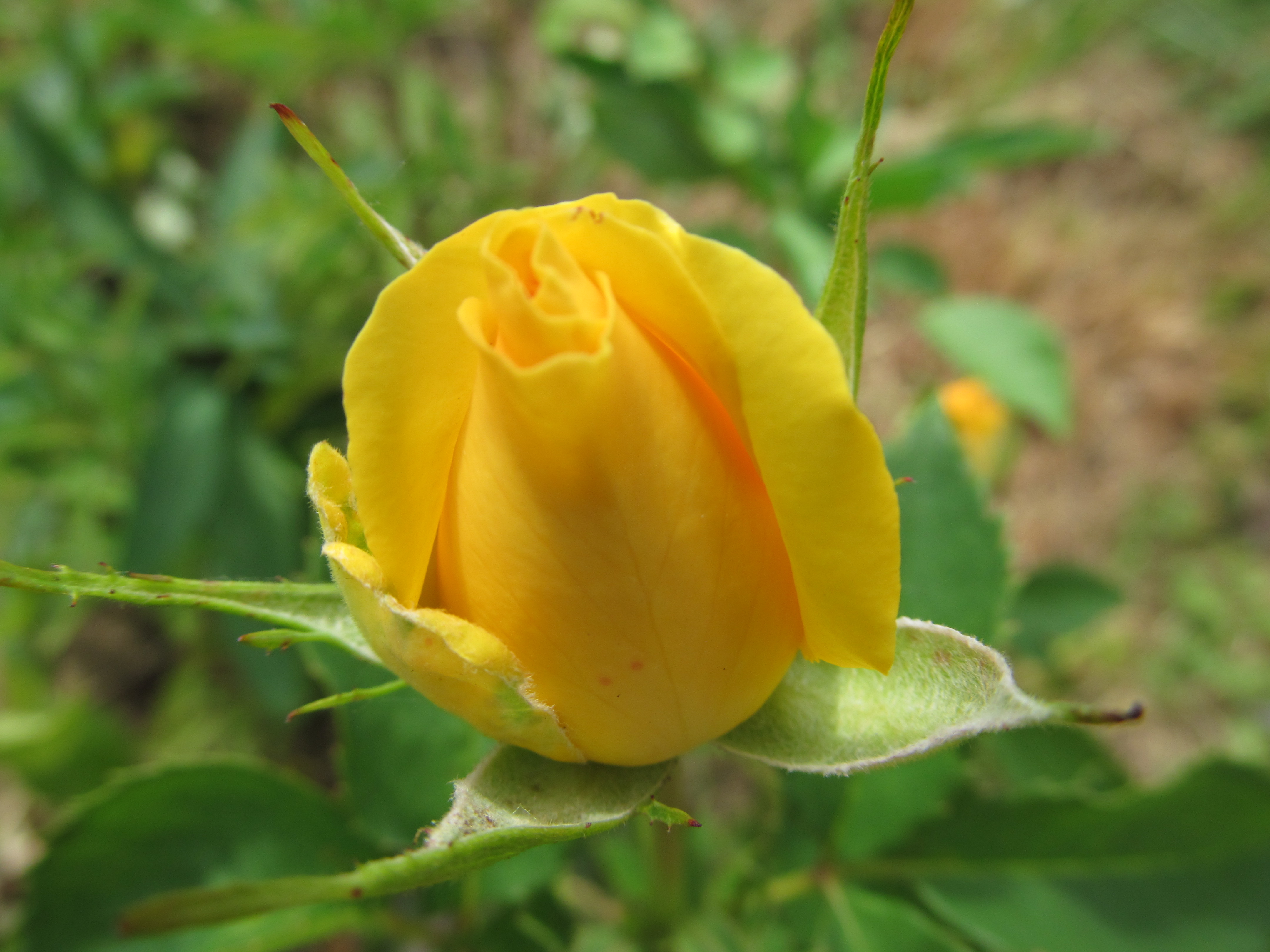 Descarga gratuita de fondo de pantalla para móvil de Flores, Rosa, Tierra/naturaleza.