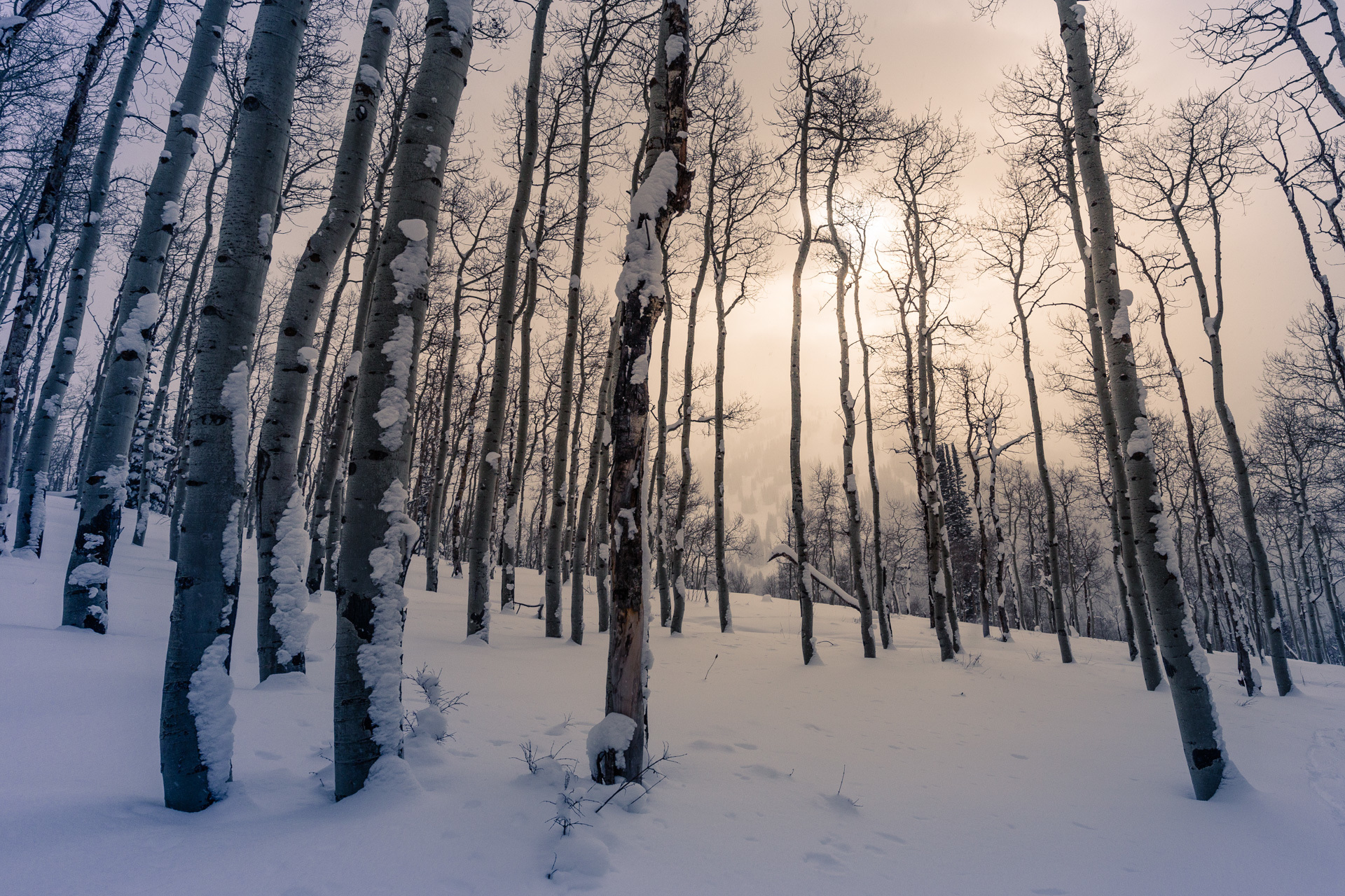 Скачать картинку Зима, Природа, Снег, Лес, Дерево, Земля/природа в телефон бесплатно.
