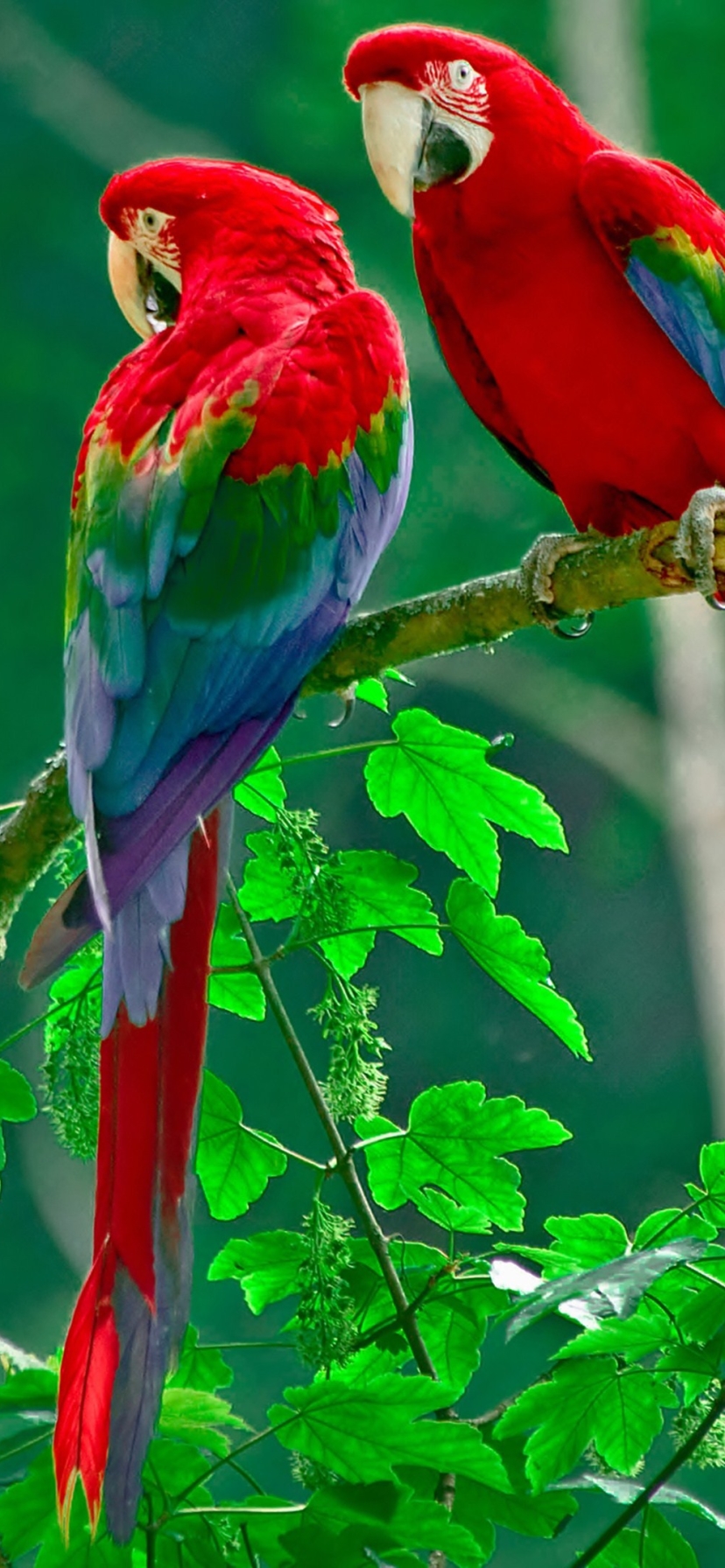 Download mobile wallpaper Birds, Animal, Parrot, Red And Green Macaw for free.