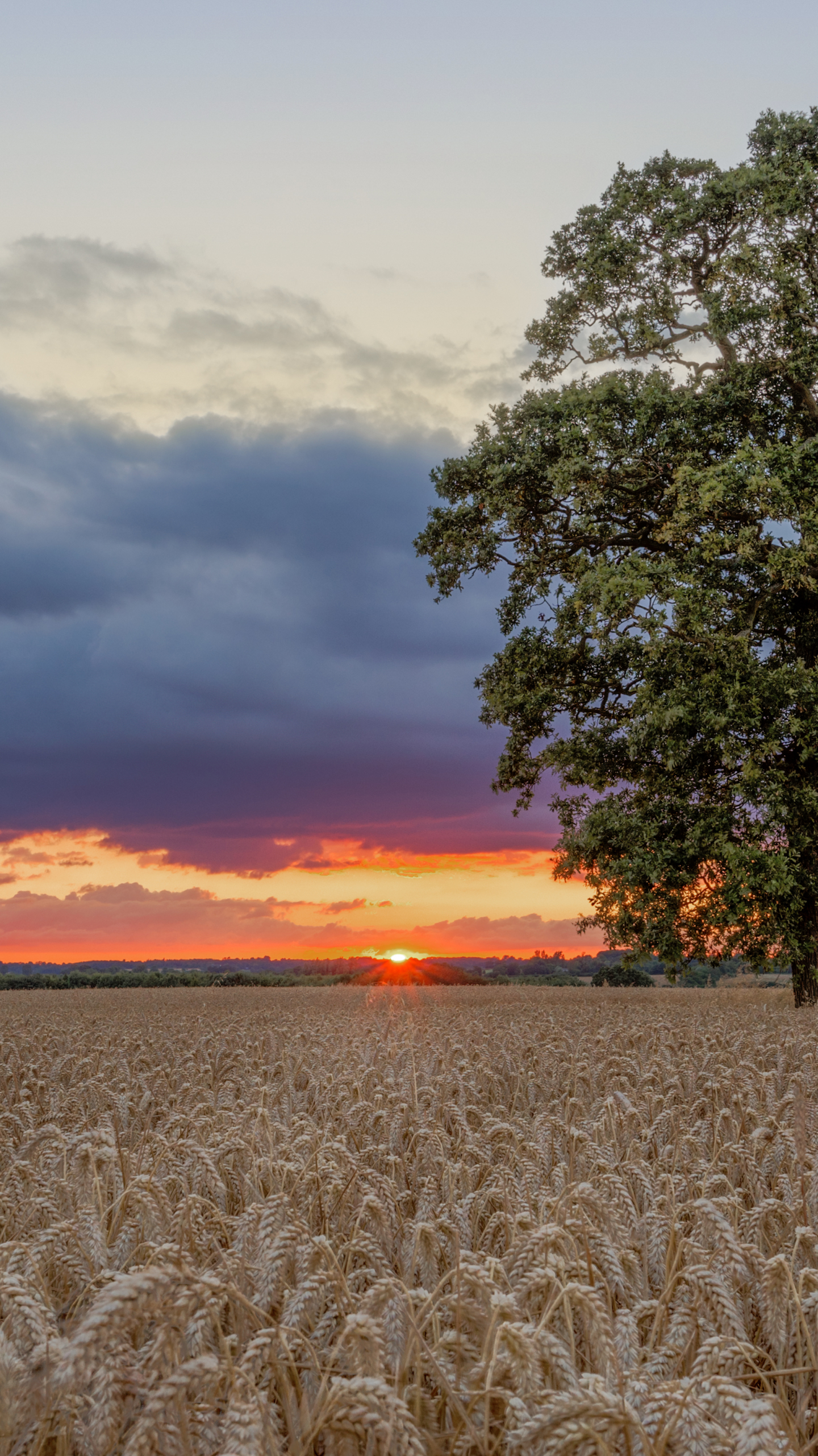 Download mobile wallpaper Landscape, Sunset, Wheat, Earth, Field, Cloud for free.