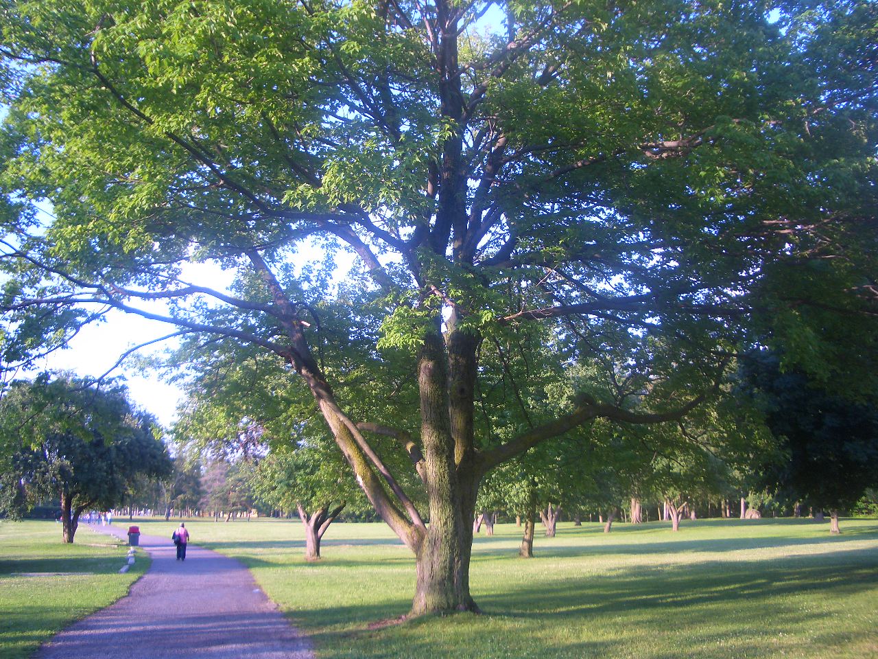 Скачать картинку Парк, Дерево, Зеленый, Фотографии в телефон бесплатно.