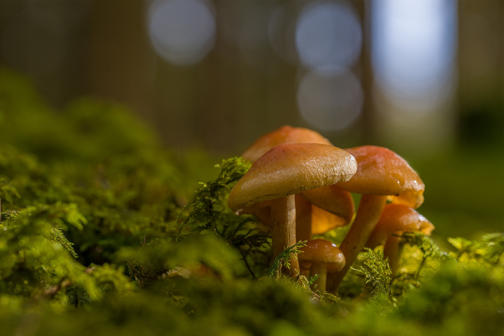 Téléchargez gratuitement l'image Macro, Champignon, La Nature, Terre/nature sur le bureau de votre PC