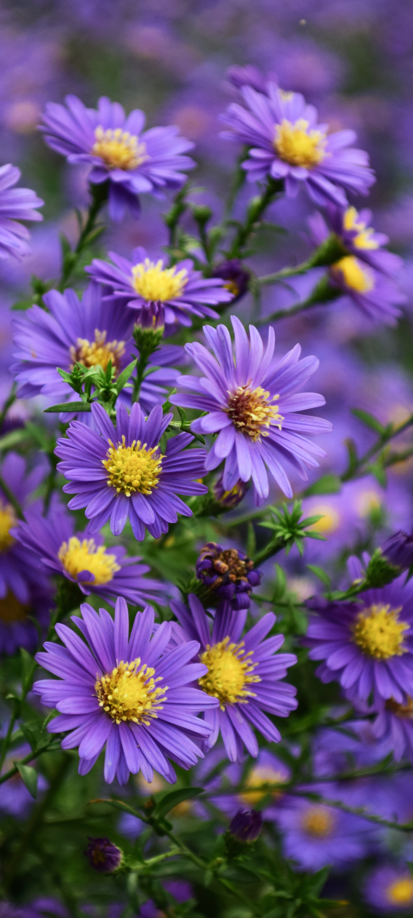 無料モバイル壁紙自然, フラワーズ, 花, 地球, 紫色の花をダウンロードします。