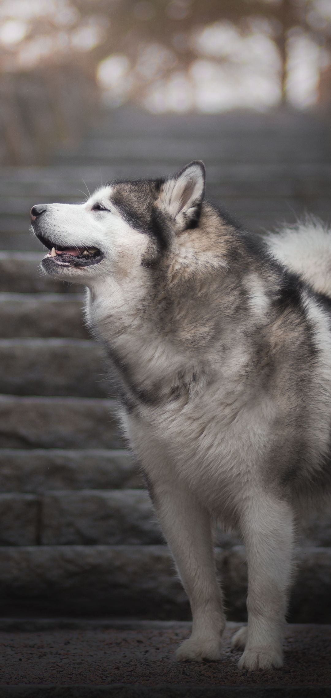 Handy-Wallpaper Tiere, Hunde, Hund, Alaskan Malamute, Tiefenschärfe kostenlos herunterladen.