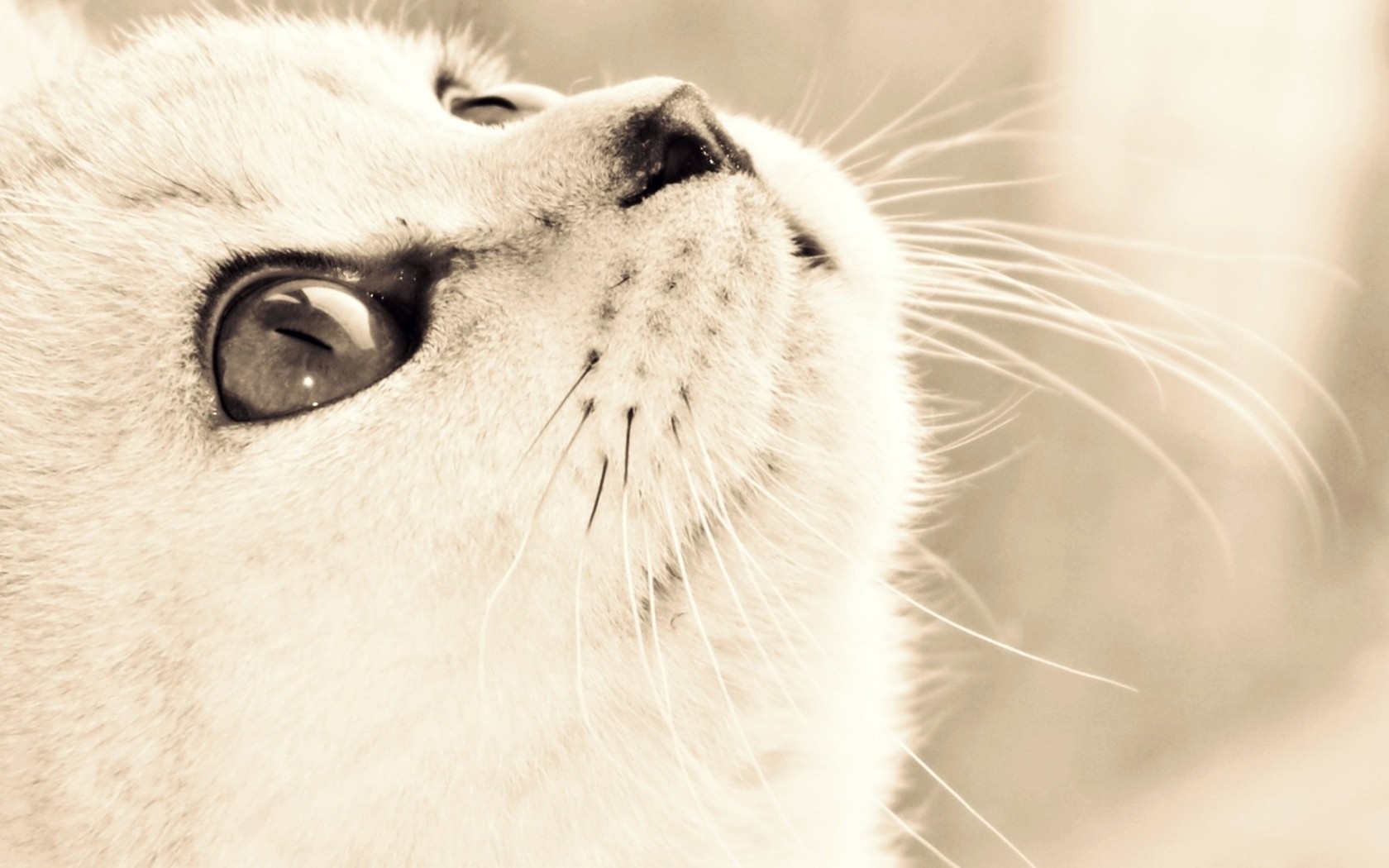 Free download wallpaper Cat, Animal on your PC desktop