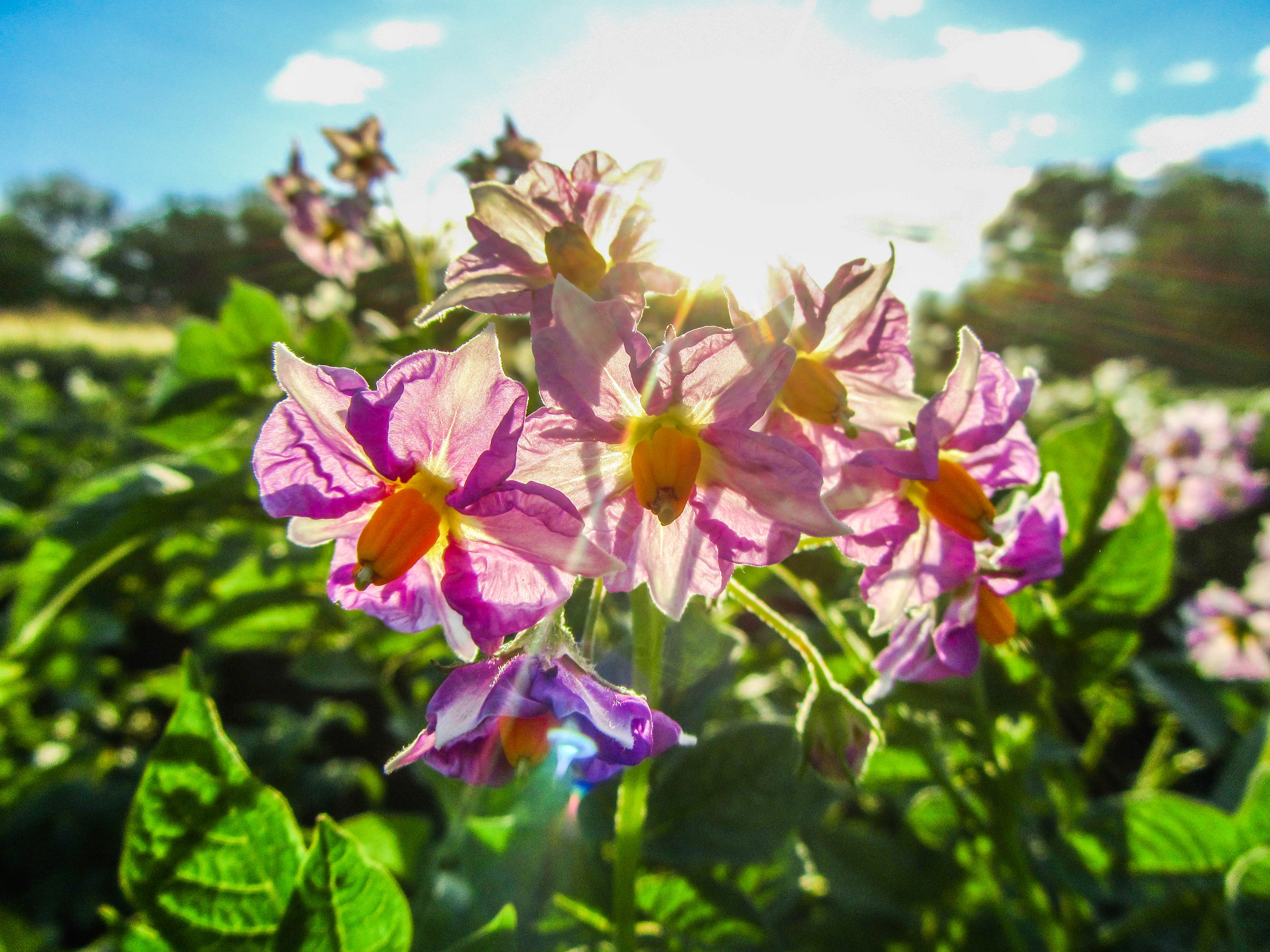 Handy-Wallpaper Blume, Erde/natur kostenlos herunterladen.