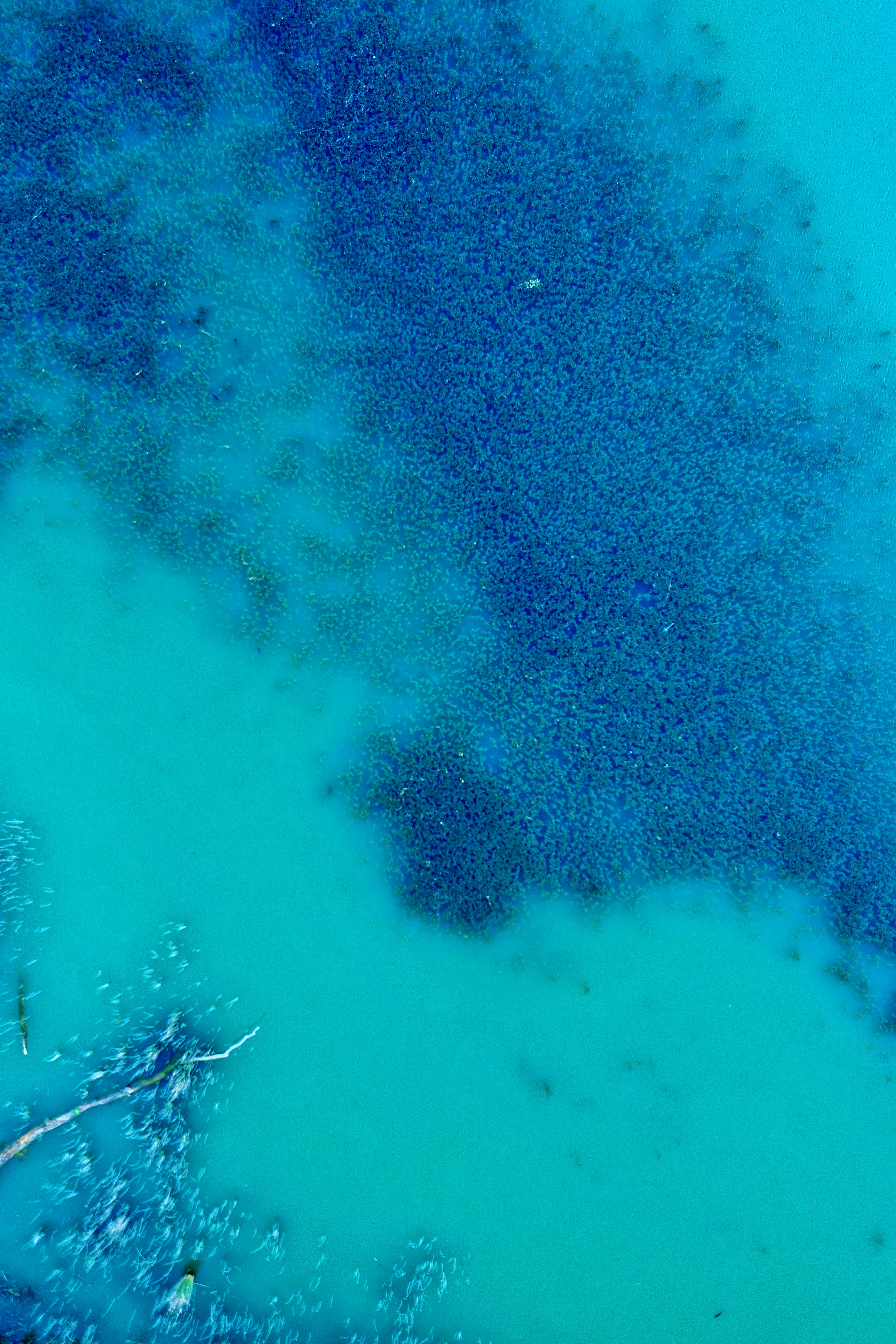 129952 descargar imagen naturaleza, agua, vista desde arriba, oceano, océano, algas marinas, algas: fondos de pantalla y protectores de pantalla gratis