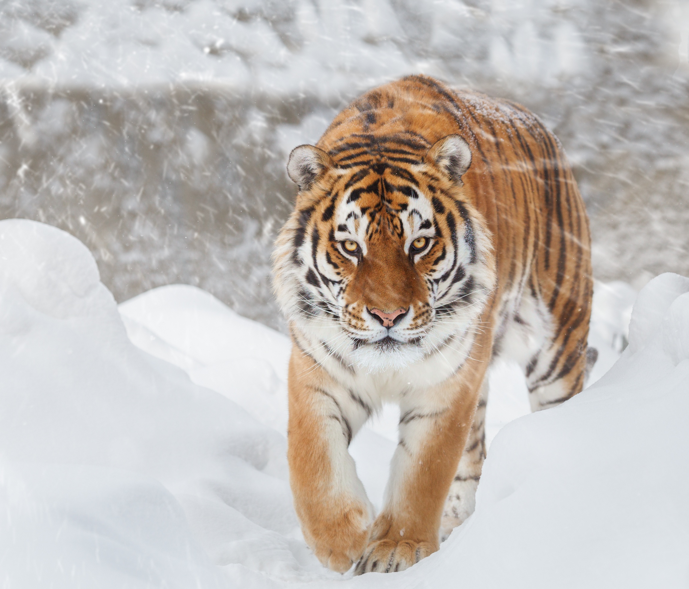 Descarga gratuita de fondo de pantalla para móvil de Animales, Invierno, Gatos, Nieve, Tigre.