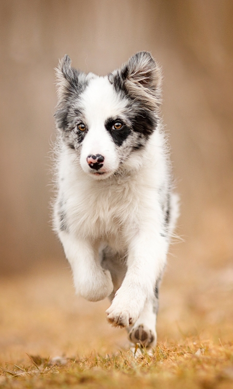 Download mobile wallpaper Dogs, Dog, Animal, Puppy, Border Collie, Baby Animal, Depth Of Field for free.