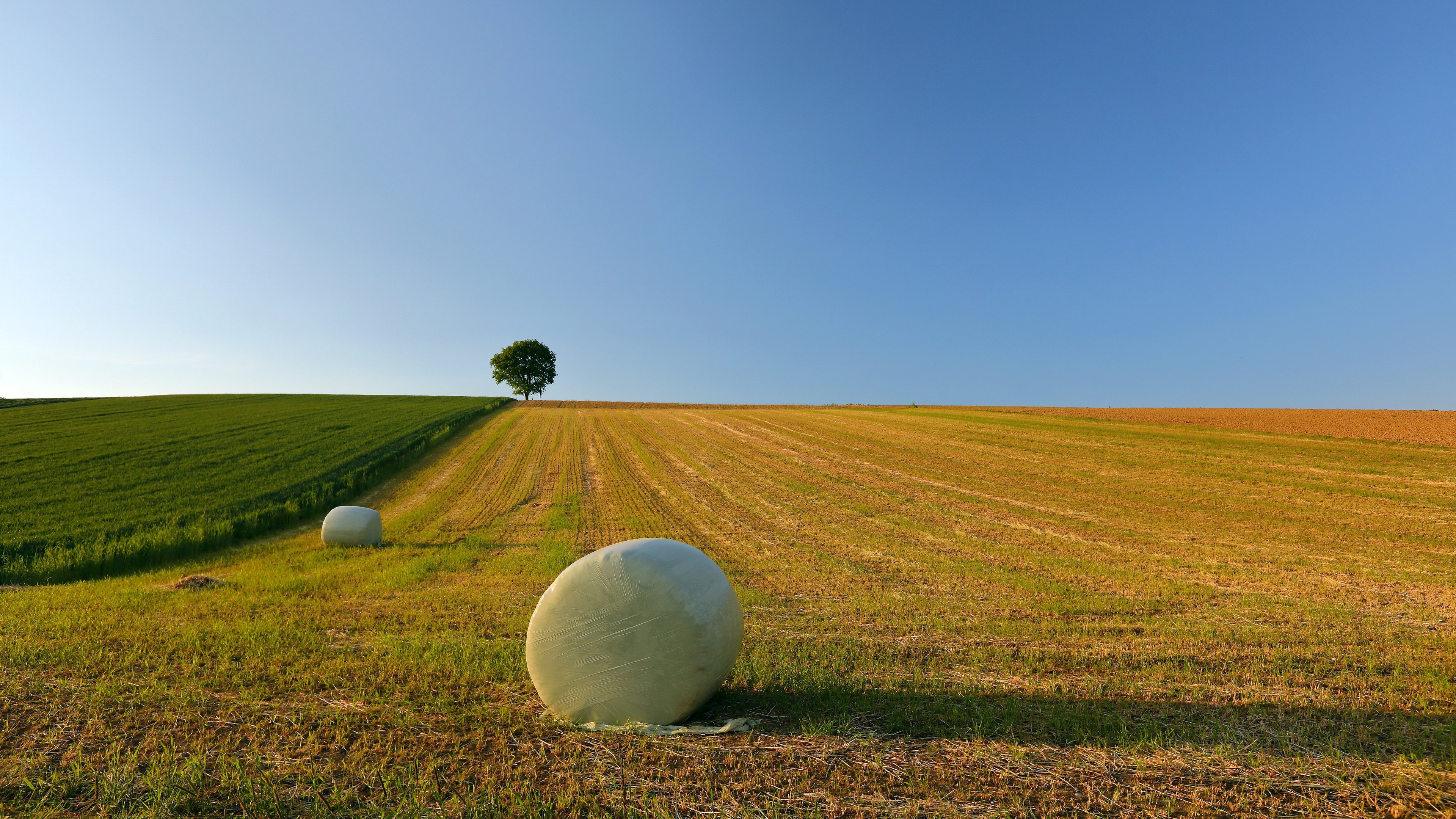 Baixe gratuitamente a imagem Céu, Árvore, Campo, Terra/natureza na área de trabalho do seu PC