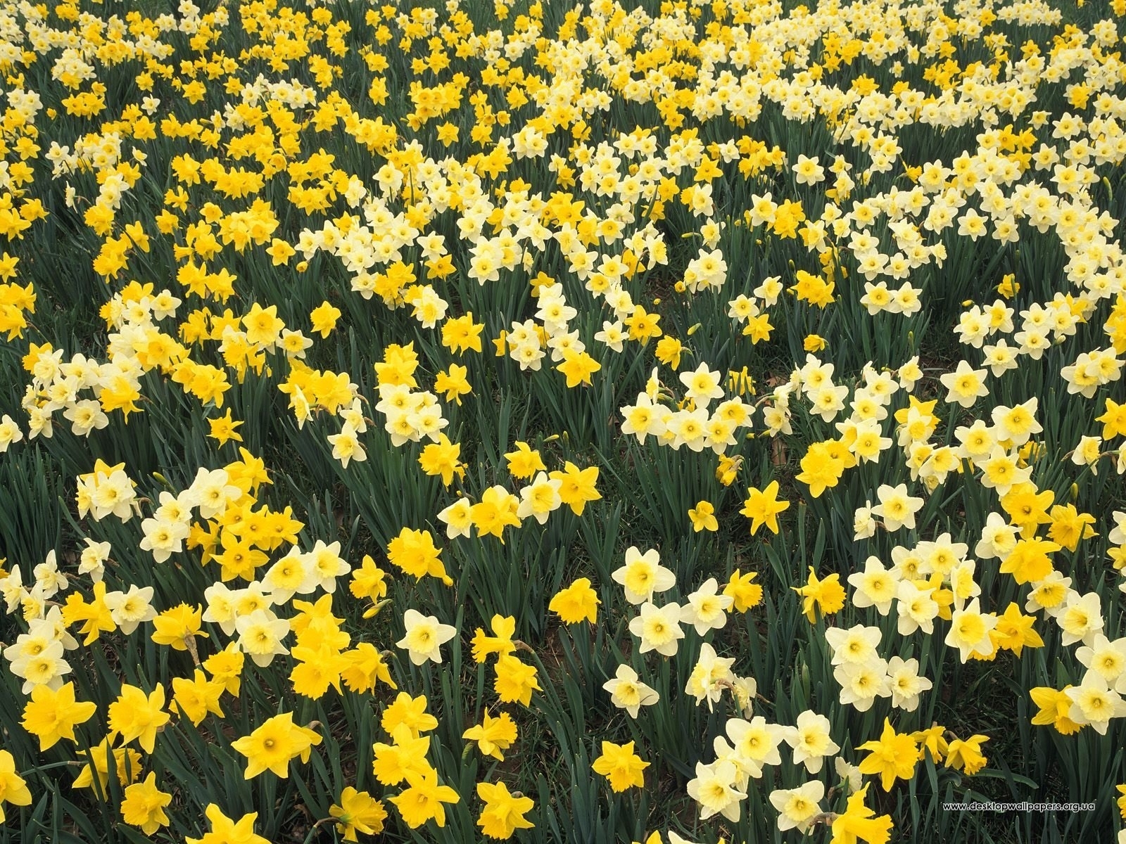 Téléchargez gratuitement l'image Narcisses, Contexte, Fleurs, Plantes sur le bureau de votre PC
