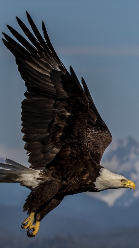 Handy-Wallpaper Tiere, Vögel, Vogel, Adler, Weißkopfseeadler, Raubvogel kostenlos herunterladen.