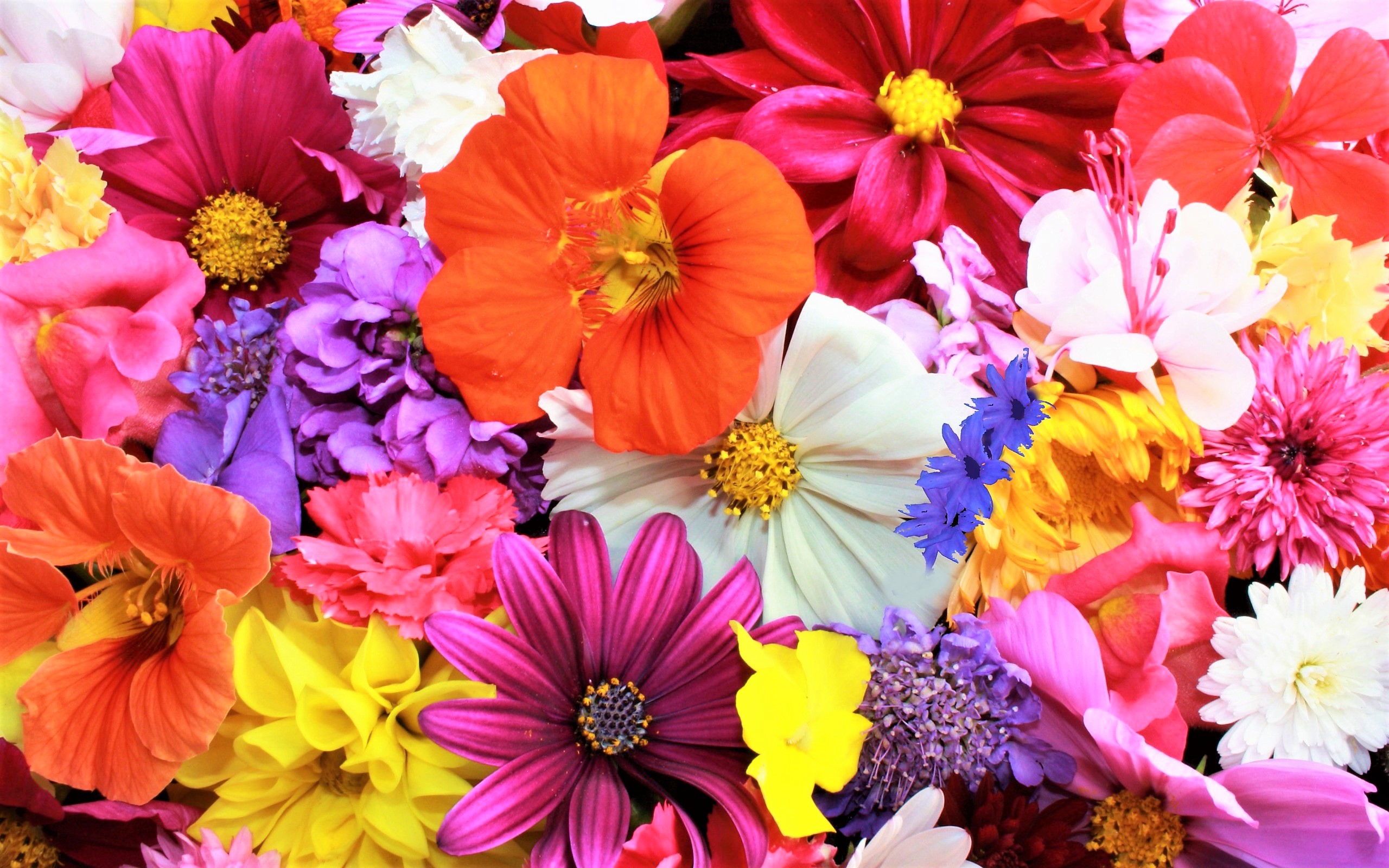 Download mobile wallpaper Flowers, Flower, Earth, Colors, Colorful for free.