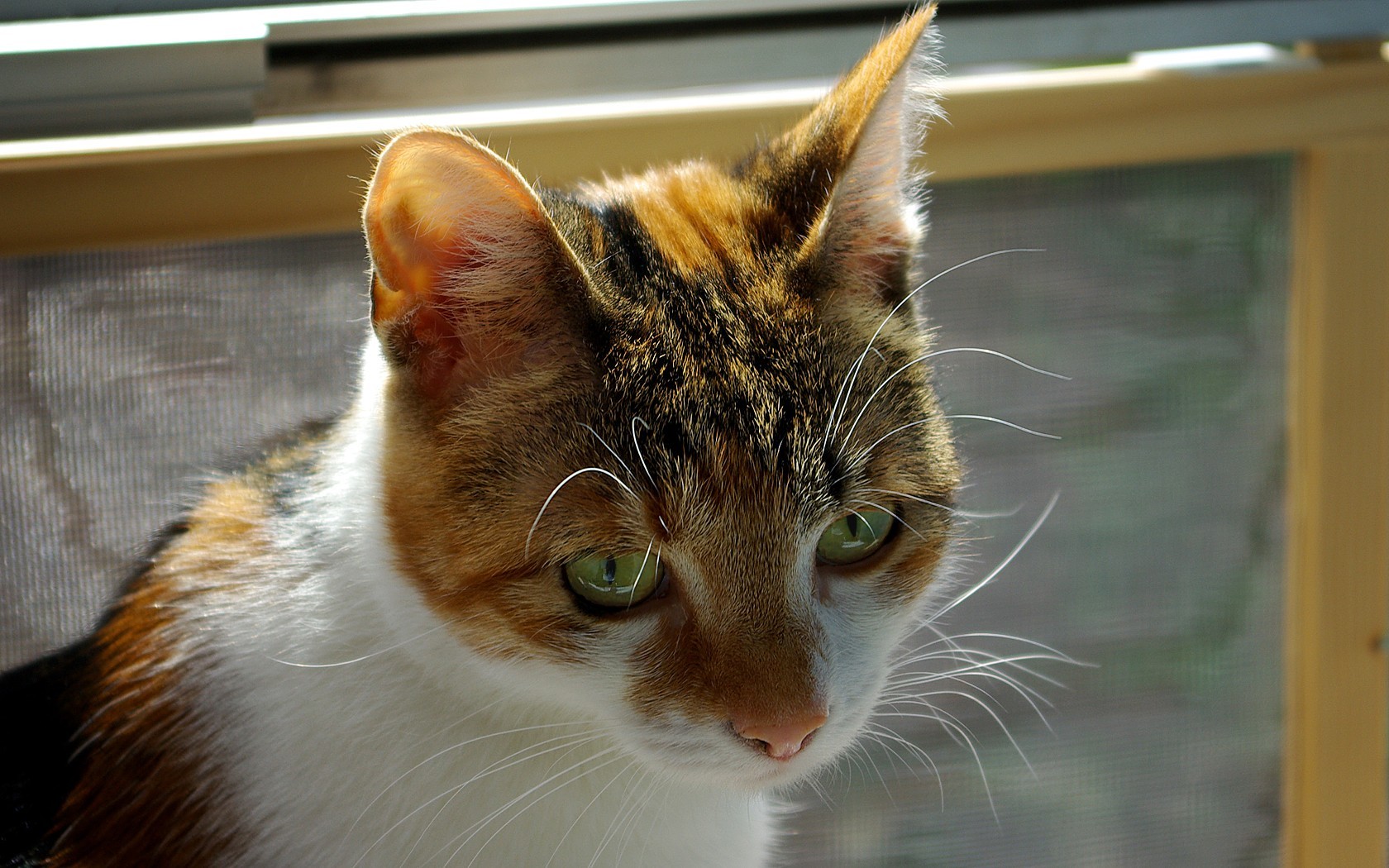 Baixe gratuitamente a imagem Animais, Gatos, Gato na área de trabalho do seu PC