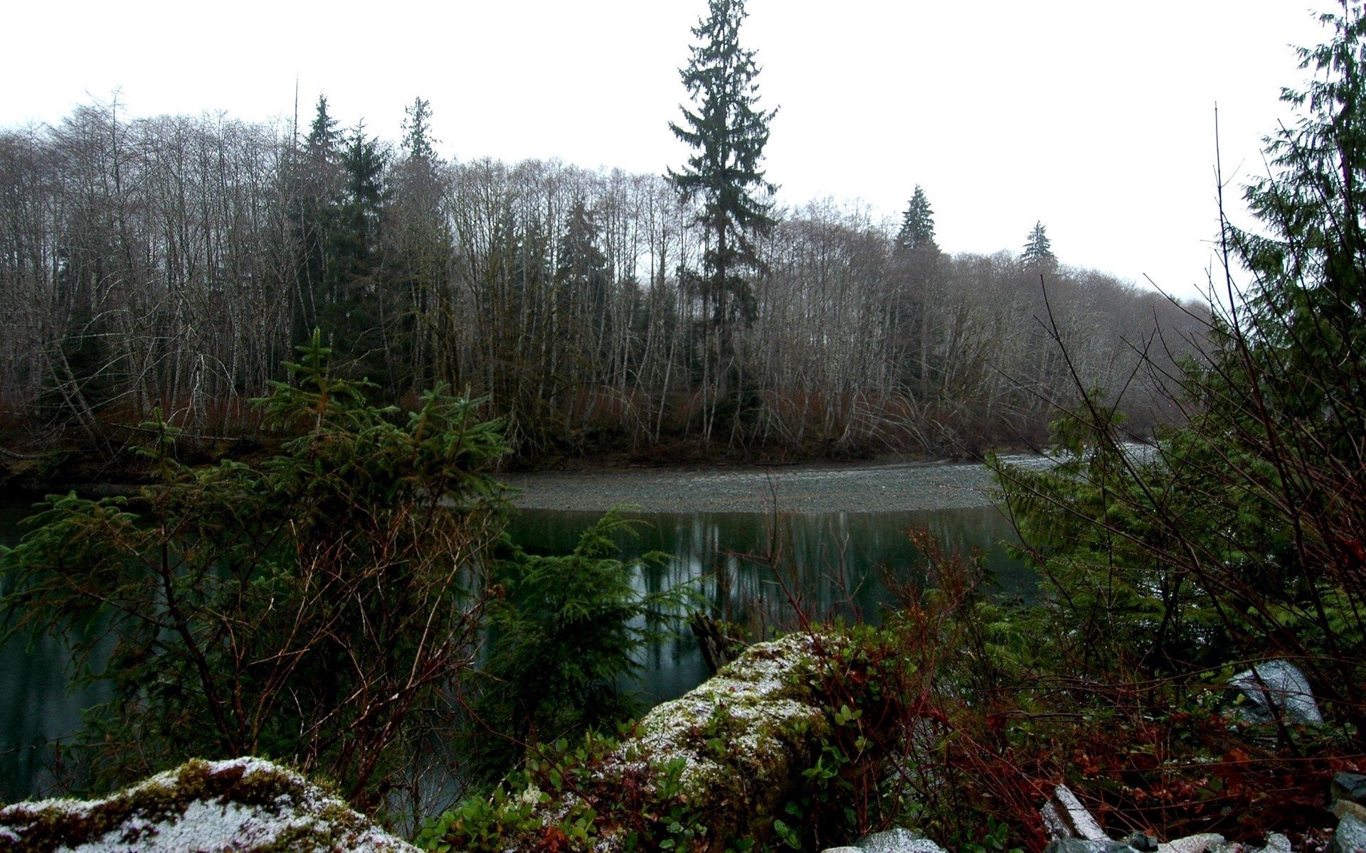 nature, trees, forest, gloomy, pond, thickets, thicket