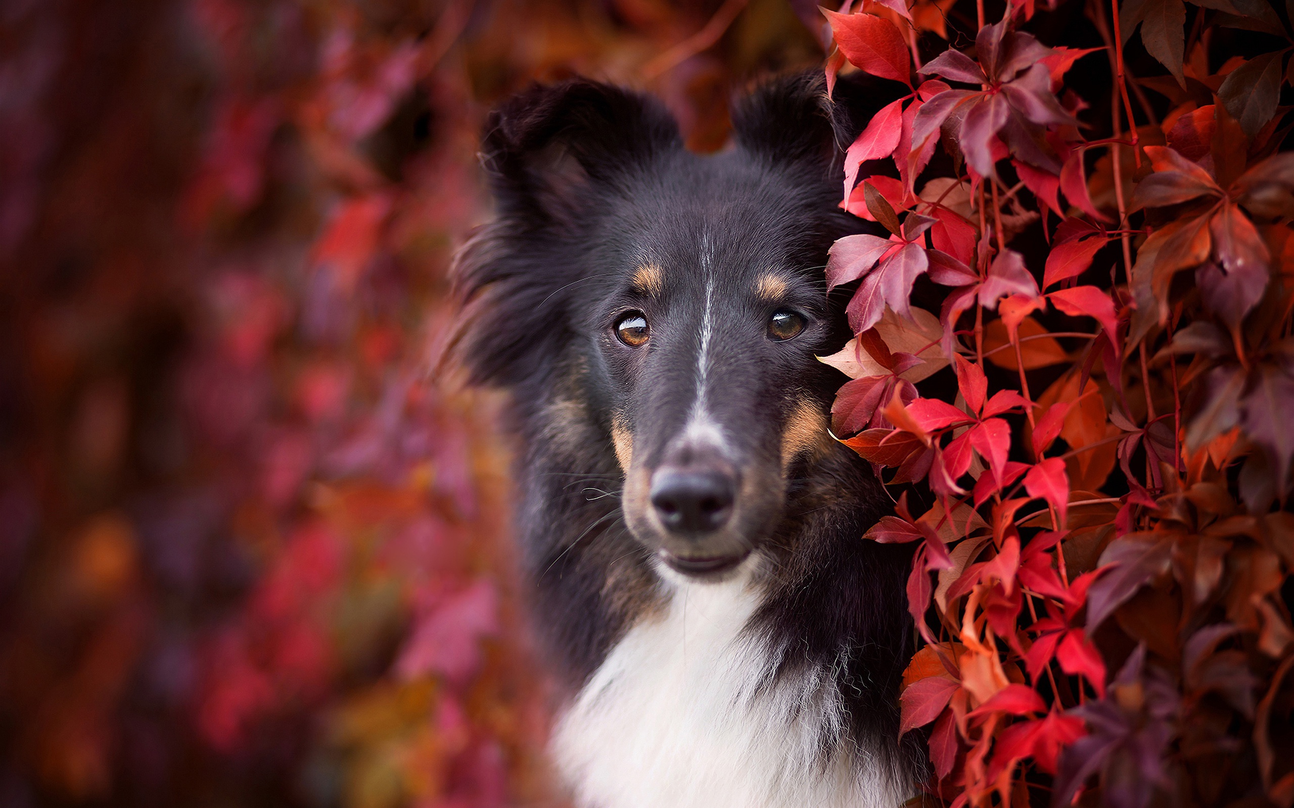 Download mobile wallpaper Dogs, Dog, Animal, Border Collie, Rough Collie for free.