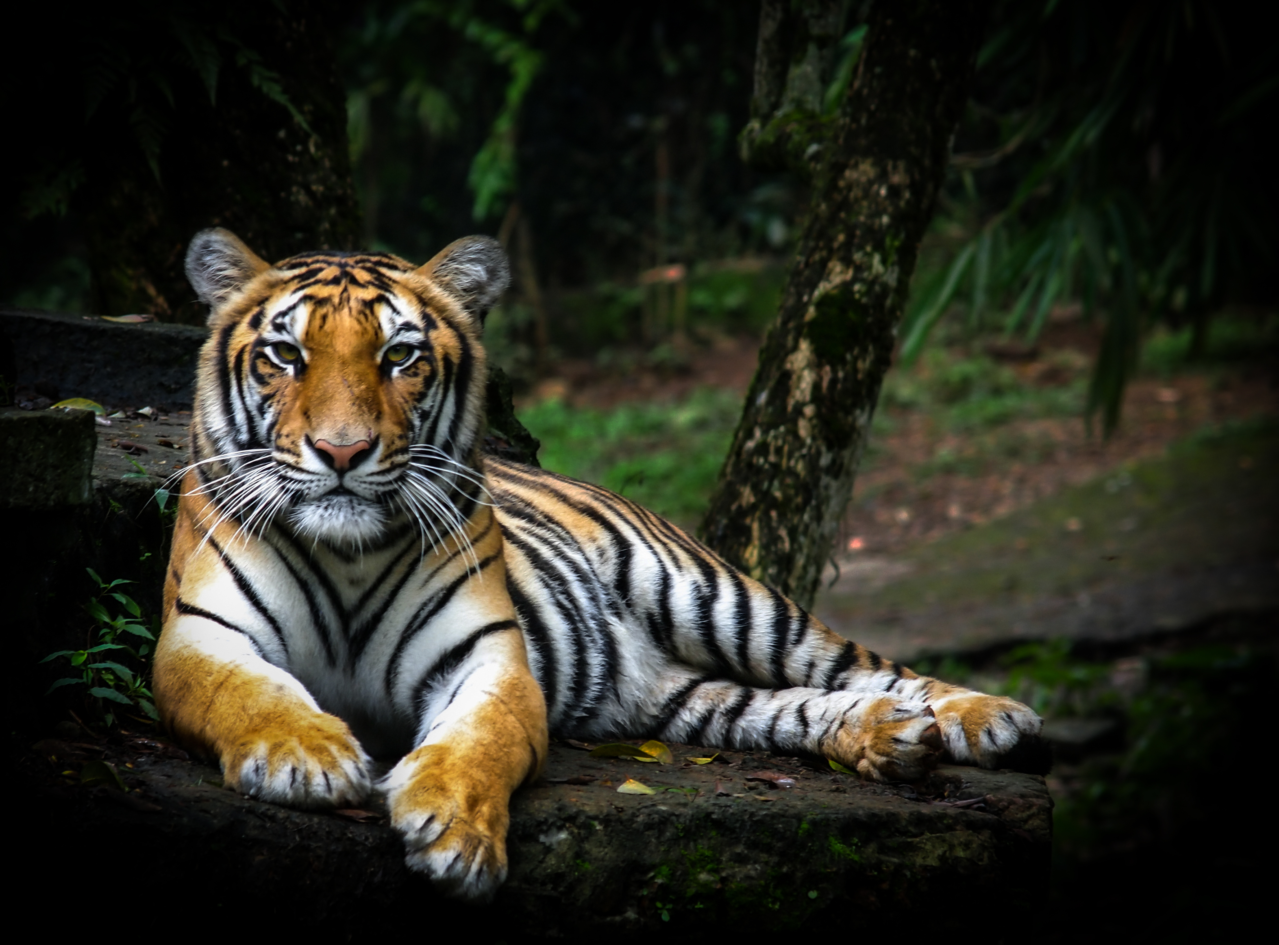 Descarga gratuita de fondo de pantalla para móvil de Opinión, Depredador, Animales, Gato Grande, Visión, Vida Silvestre, Fauna Silvestre, Tigre.