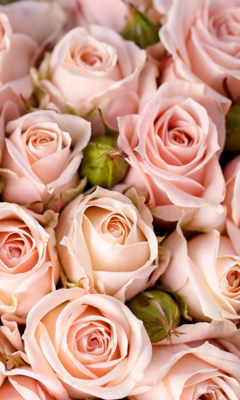 Download mobile wallpaper Flowers, Rose, Close Up, Earth, Pink Flower, Pink Rose for free.