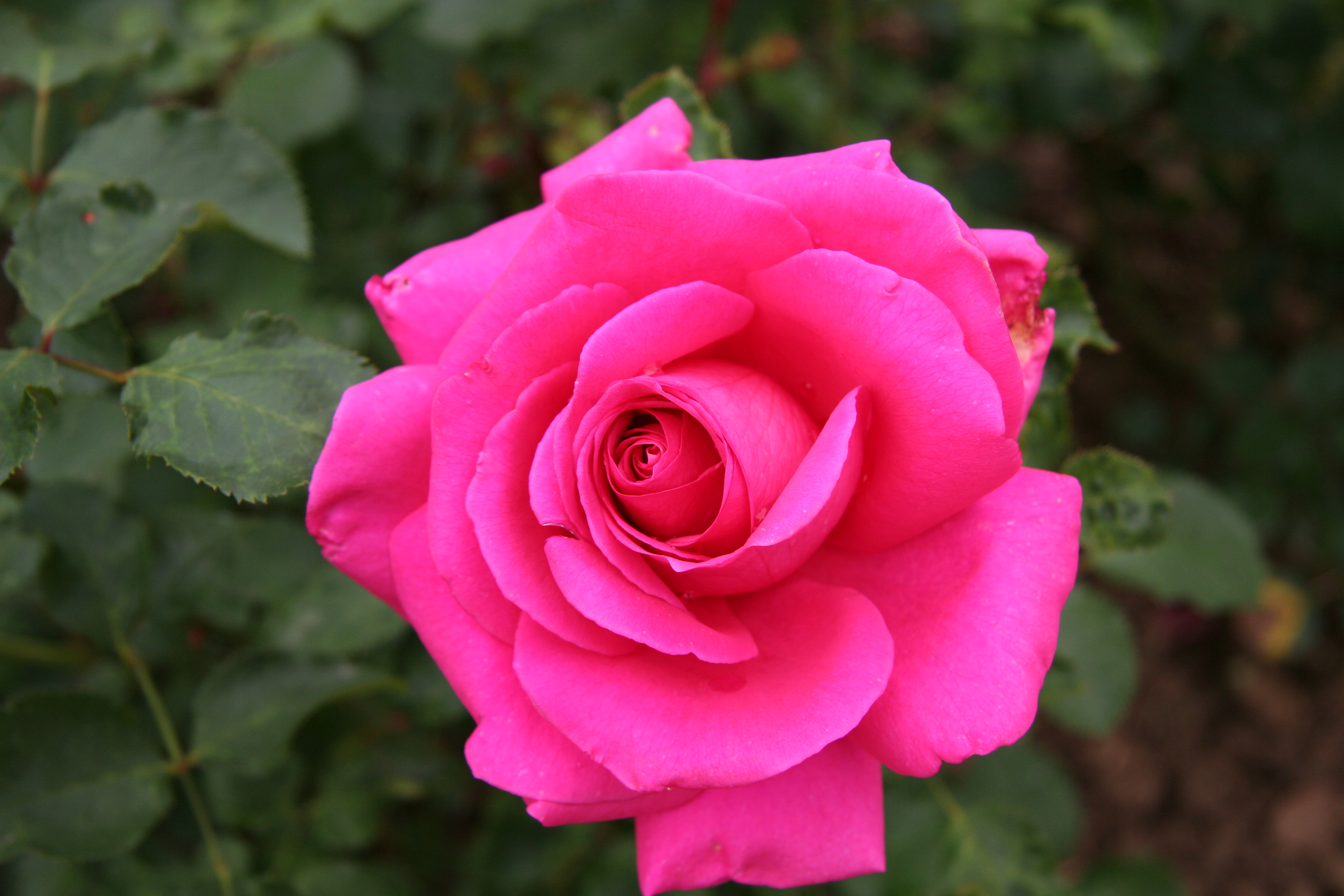 Descarga gratuita de fondo de pantalla para móvil de Flores, Rosa, Tierra/naturaleza.