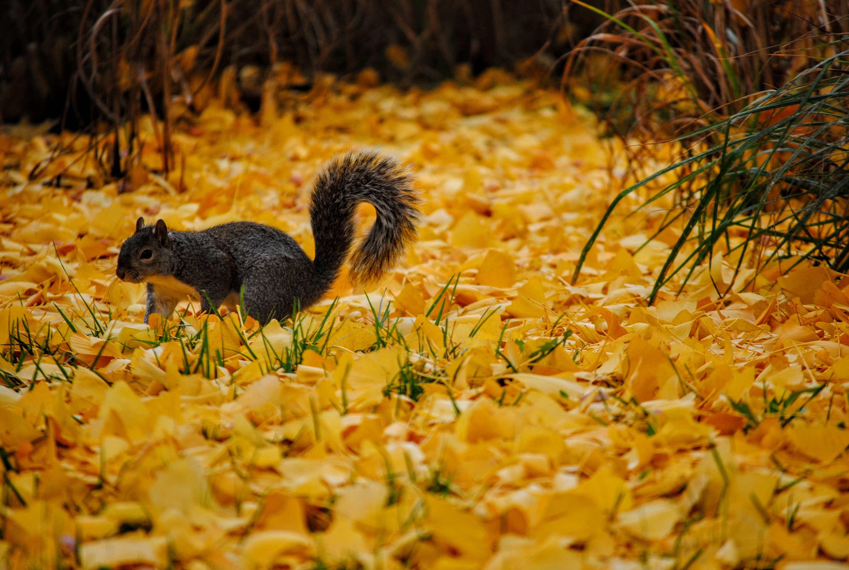 Download mobile wallpaper Squirrel, Fall, Animal, Rodent for free.