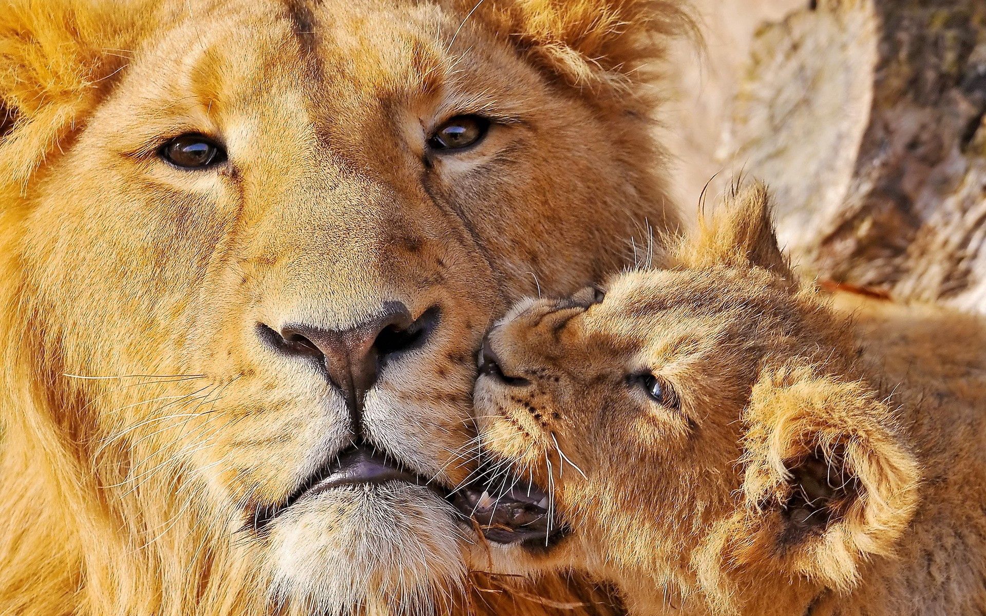 lion cub, lioness, animals, muzzle, lion, big cat, care