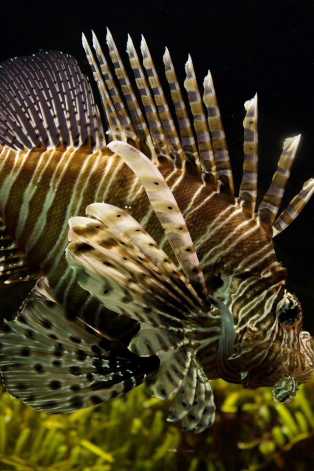 Download mobile wallpaper Fishes, Animal, Fish, Lionfish for free.