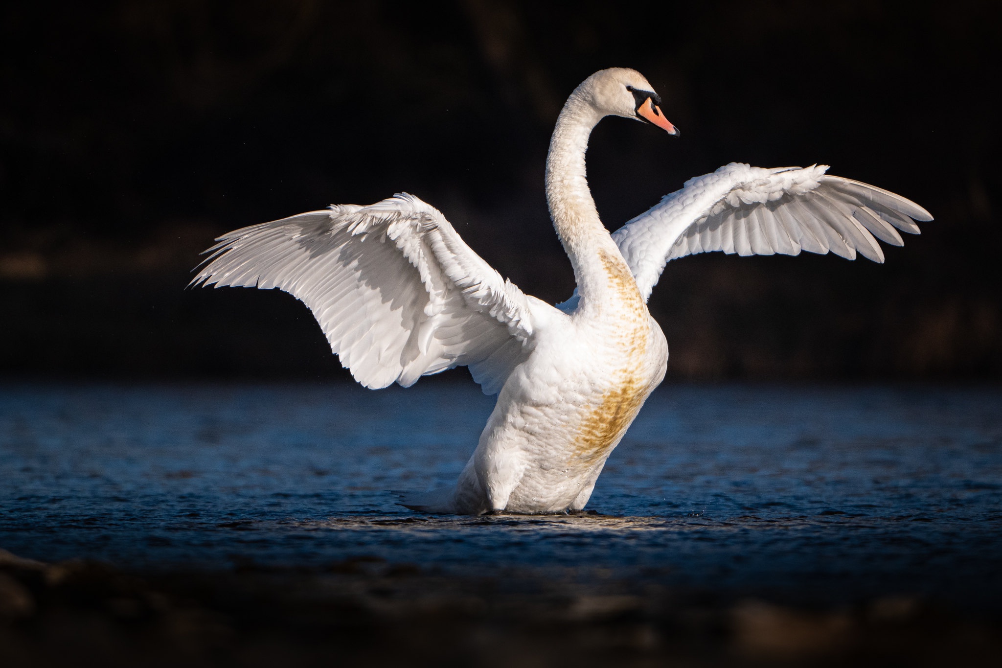 Free download wallpaper Birds, Bird, Animal, Wings, Swan, Pond, Mute Swan on your PC desktop