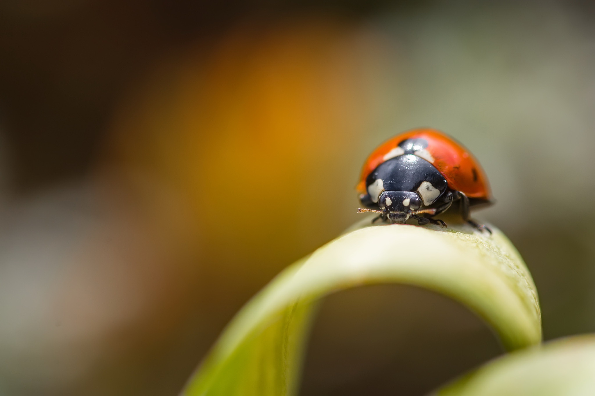 Laden Sie das Tiere, Marienkäfer, Makro, Insekt-Bild kostenlos auf Ihren PC-Desktop herunter