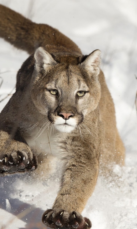 Download mobile wallpaper Winter, Cats, Snow, Animal, Cougar for free.