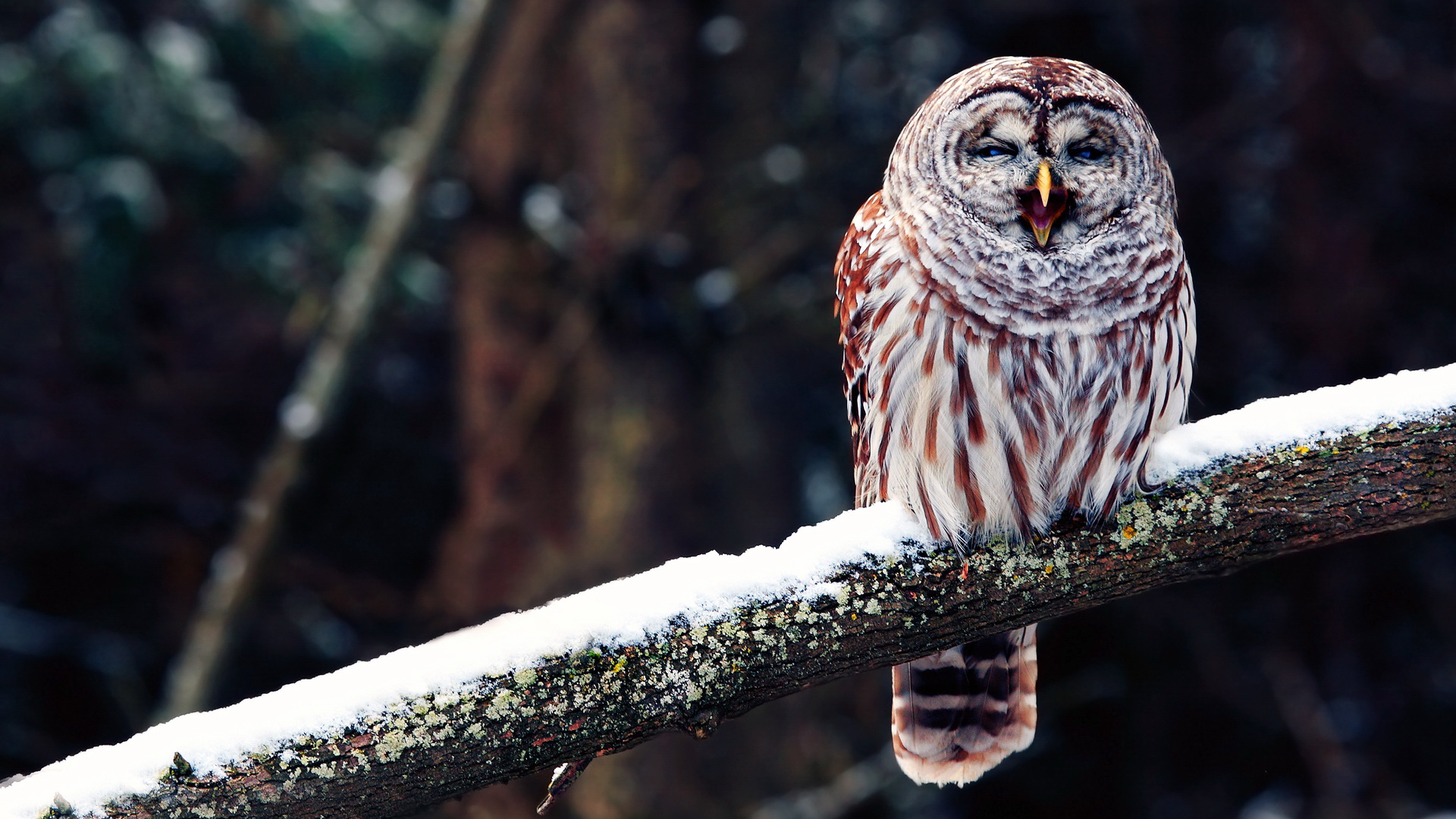 Téléchargez des papiers peints mobile Hibou, Des Oiseaux, Animaux gratuitement.