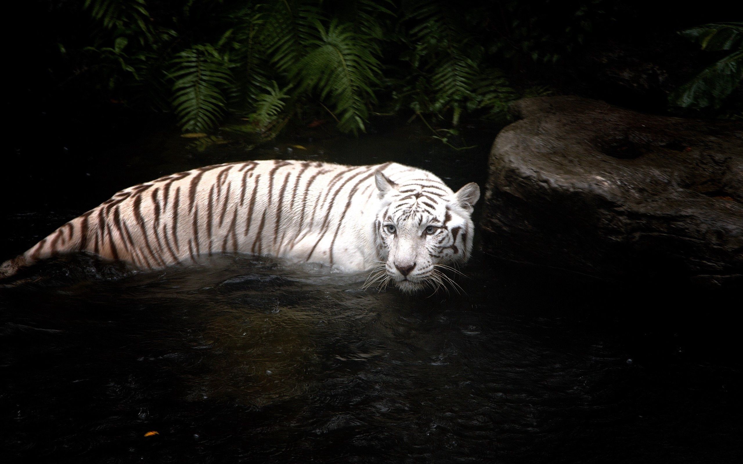 101797 Bild herunterladen tiere, wasser, schwimmen, weiß, tiger, jagd - Hintergrundbilder und Bildschirmschoner kostenlos
