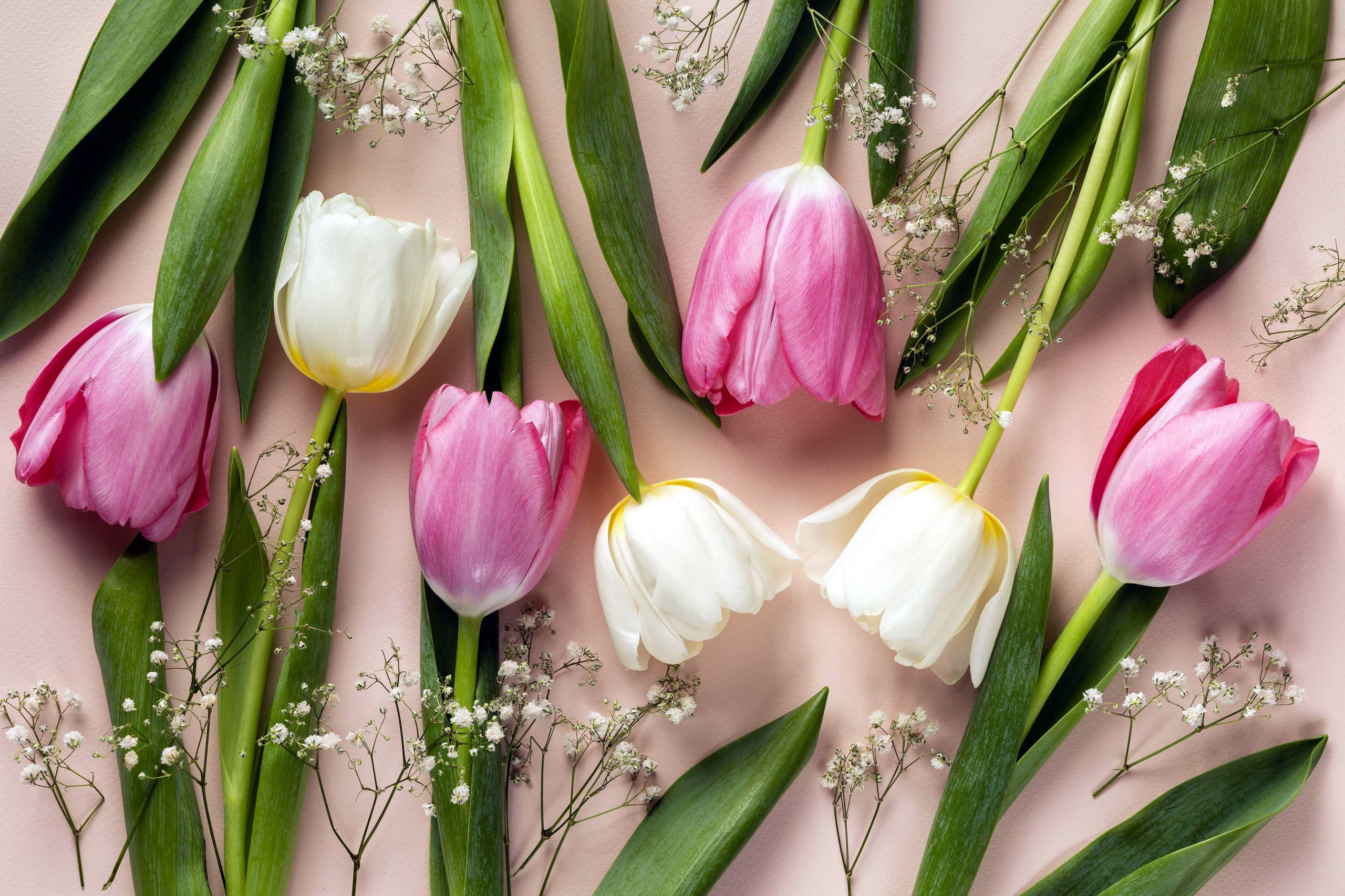 Free download wallpaper Flowers, Earth, Tulip on your PC desktop