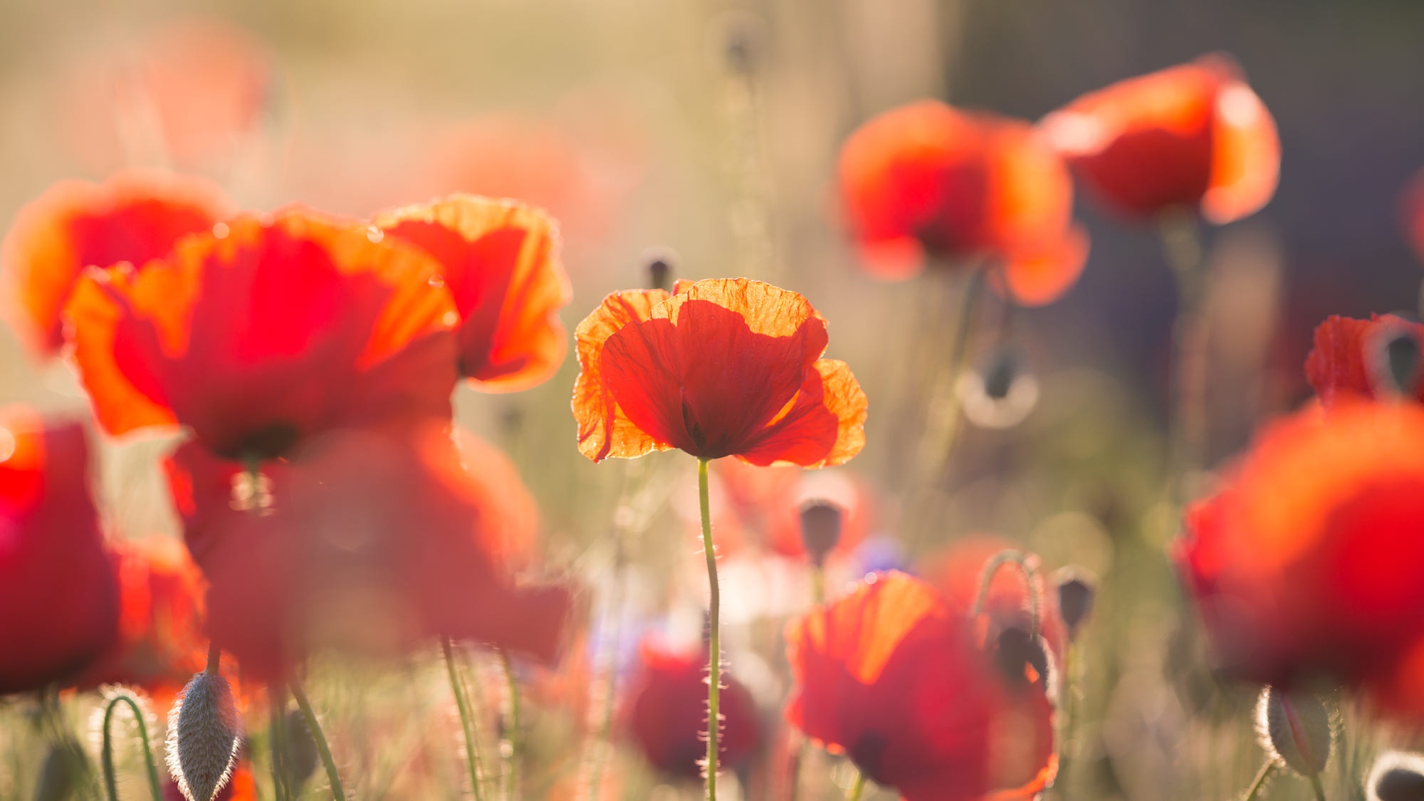 Handy-Wallpaper Natur, Blumen, Mohn, Blume, Rote Blume, Erde/natur kostenlos herunterladen.