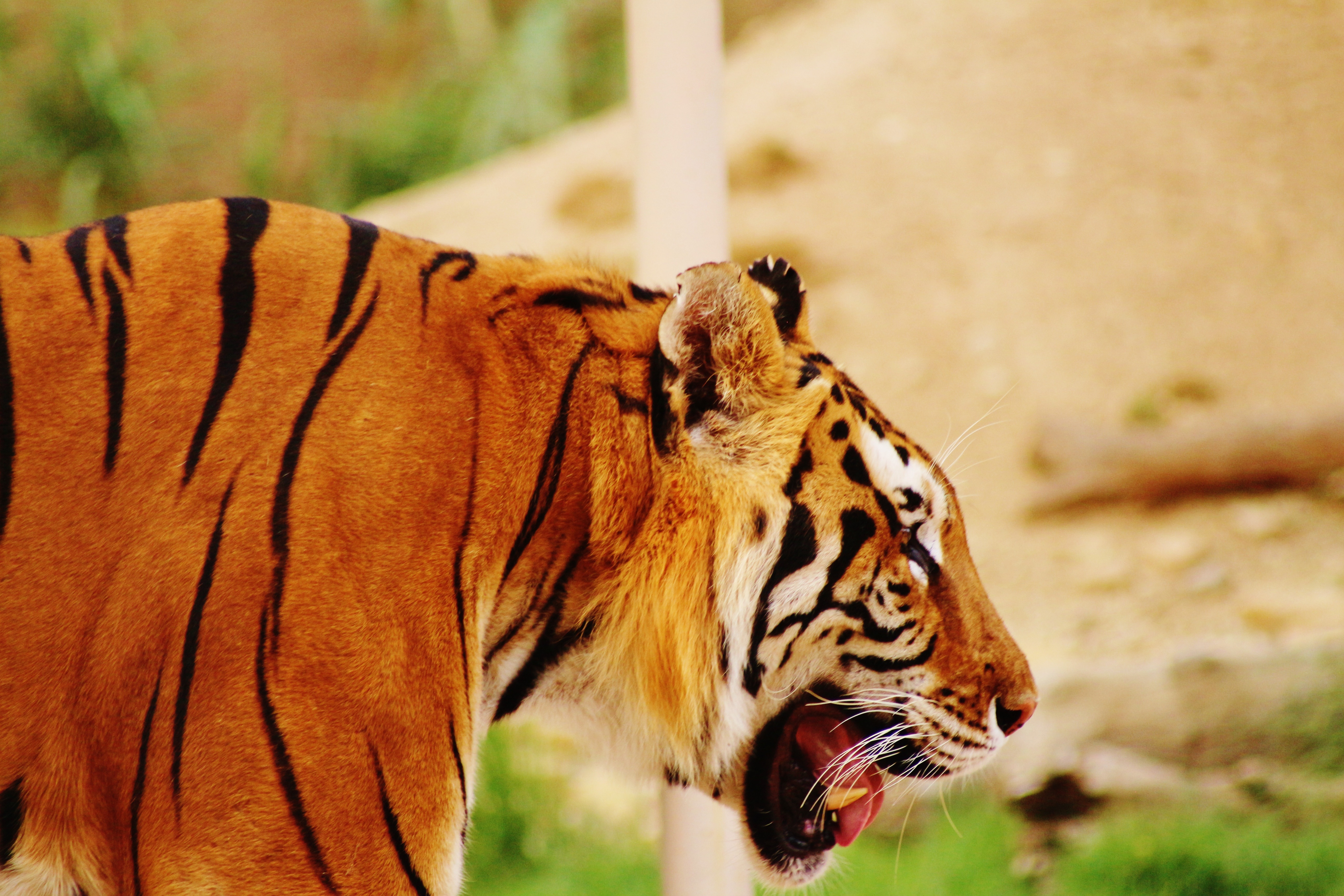 Download mobile wallpaper Profile, Predator, Tiger, Muzzle, Animals for free.