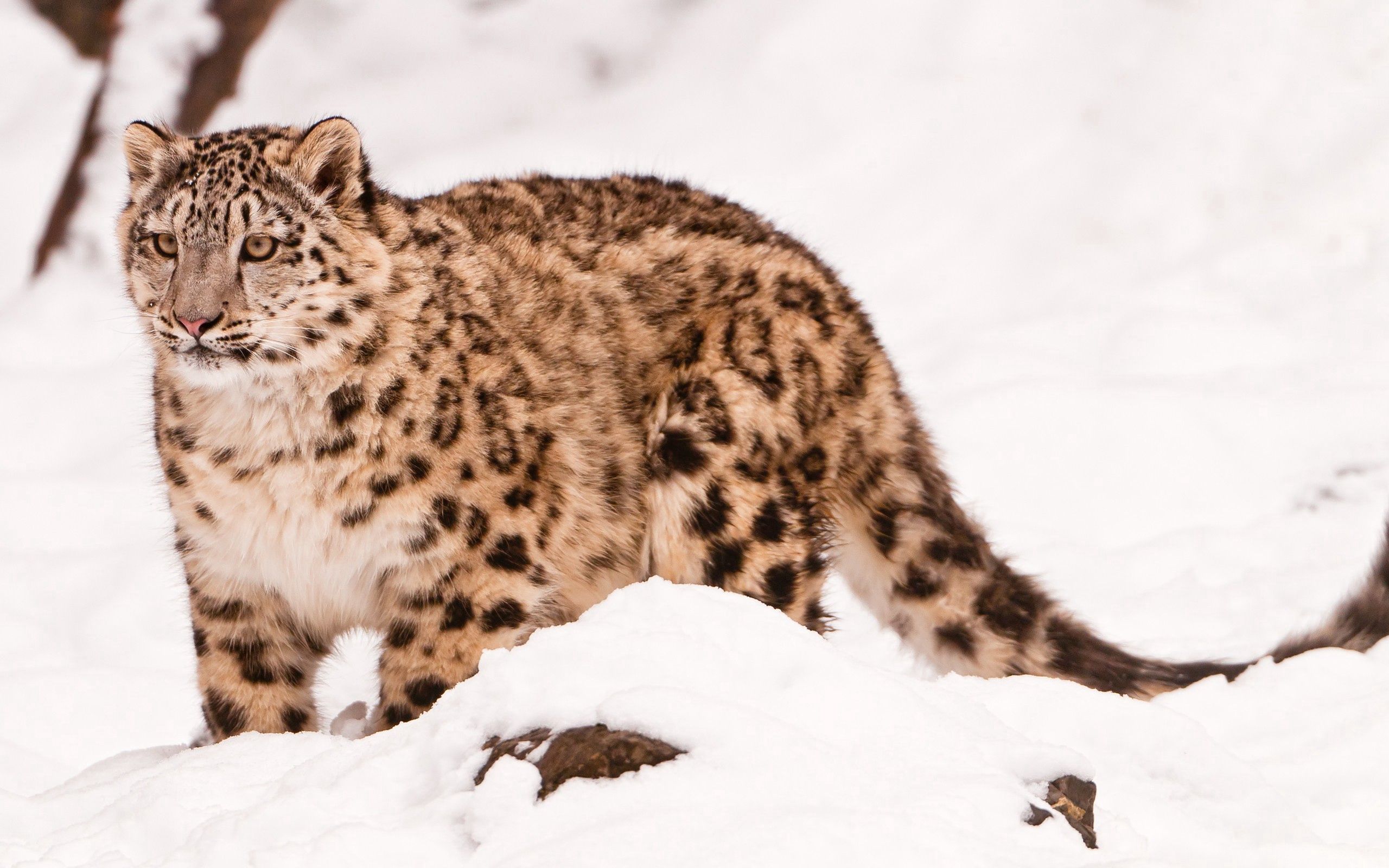 Baixar papel de parede para celular de Snow Leopard, Gato Grande, Passeio, Animais, Neve, Passear gratuito.