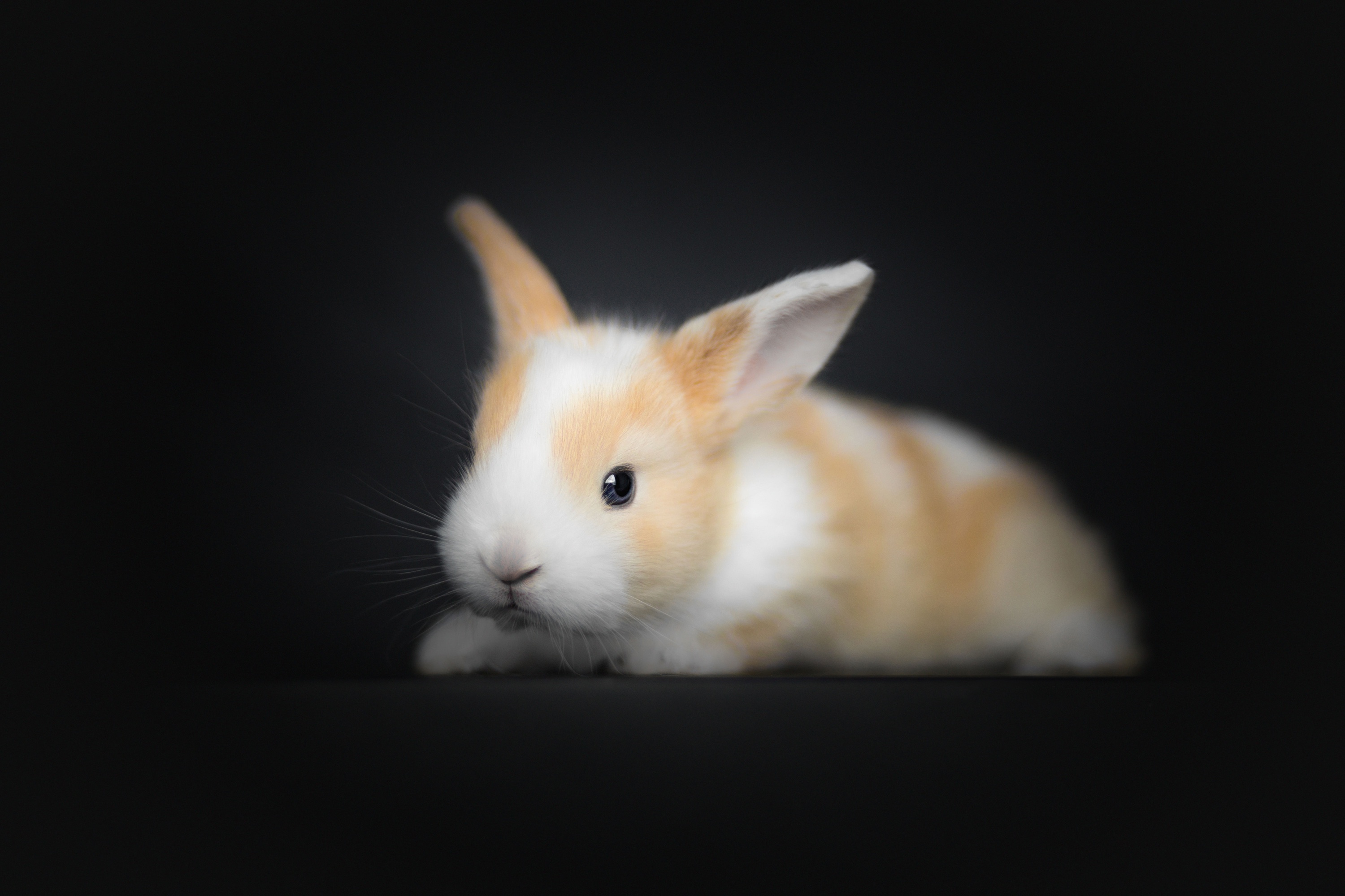 Download mobile wallpaper Animal, Rabbit, Baby Animal, Depth Of Field for free.