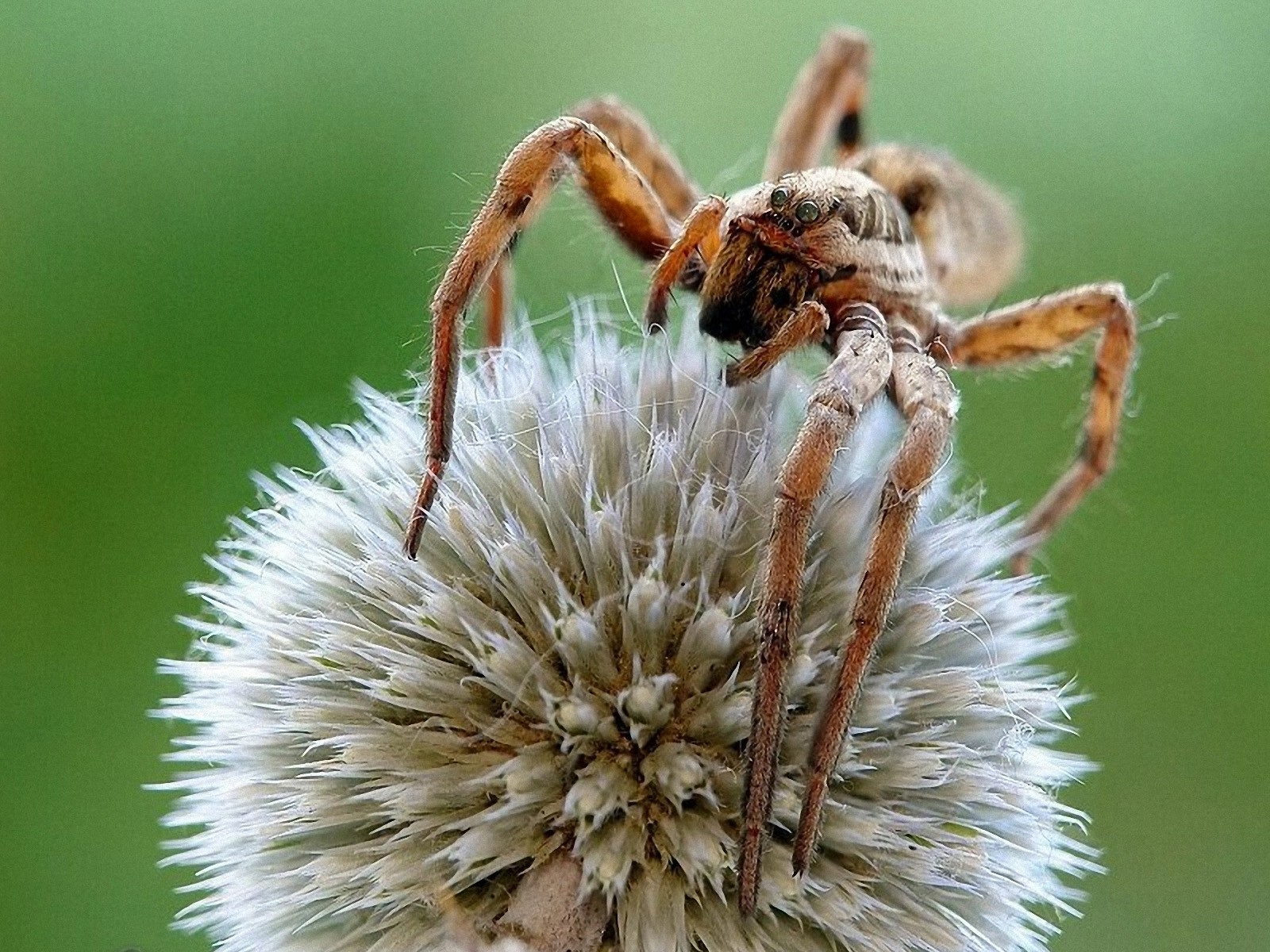 Download mobile wallpaper Spiders, Spider, Animal for free.