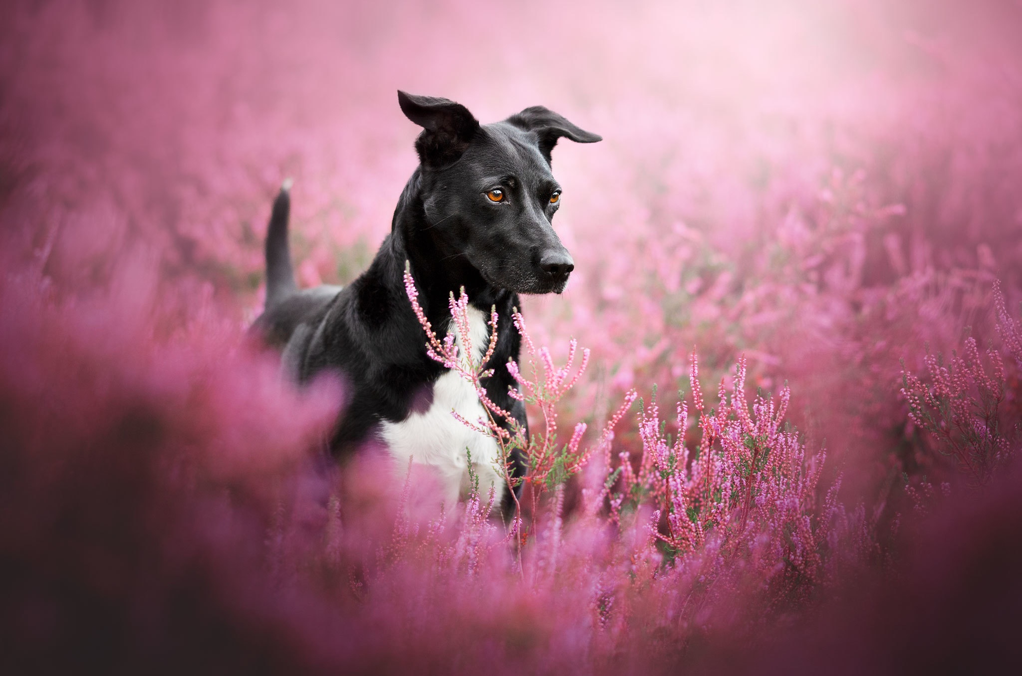 Download mobile wallpaper Dogs, Heather, Dog, Animal for free.