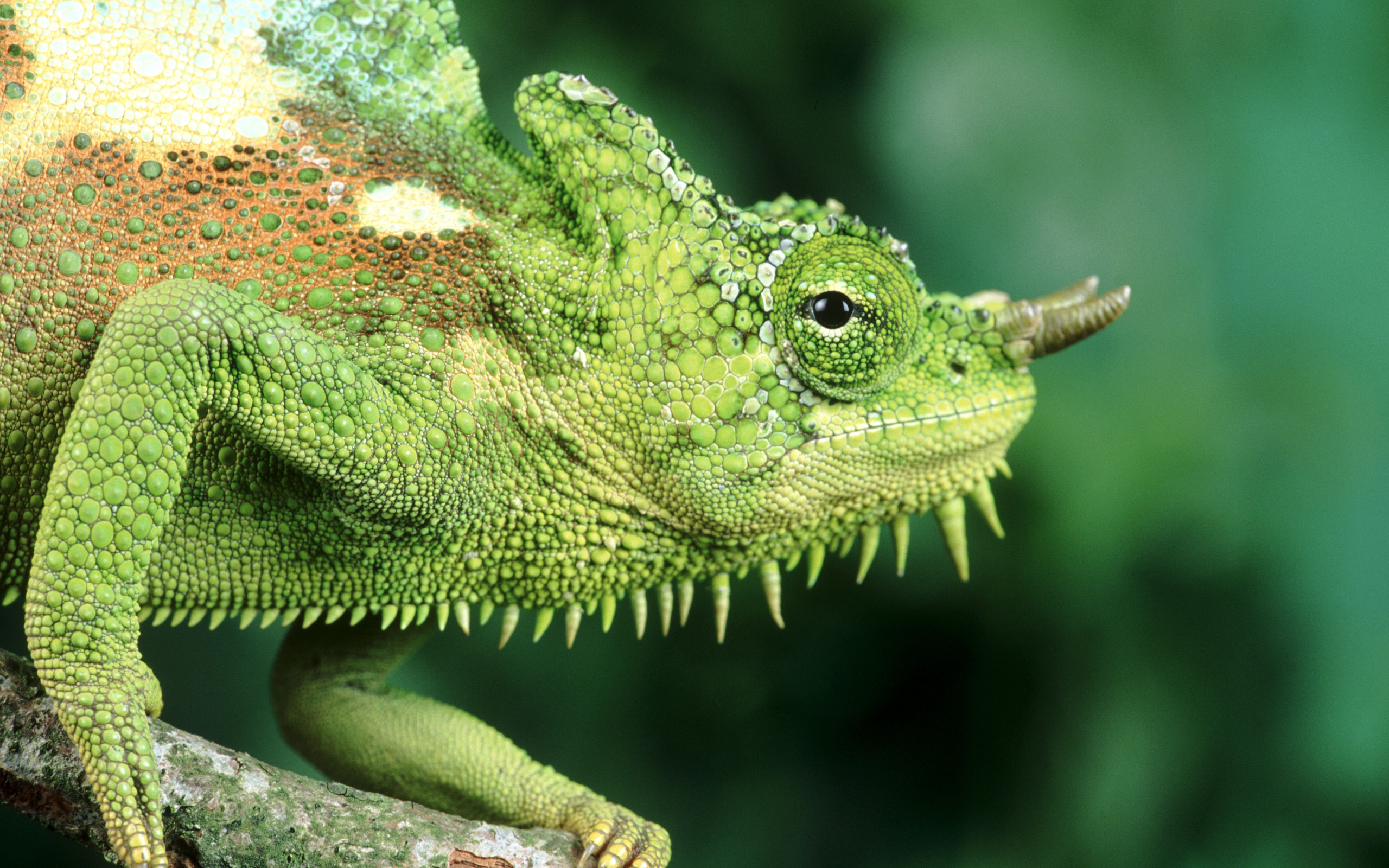 Download mobile wallpaper Chameleon, Reptiles, Animal for free.