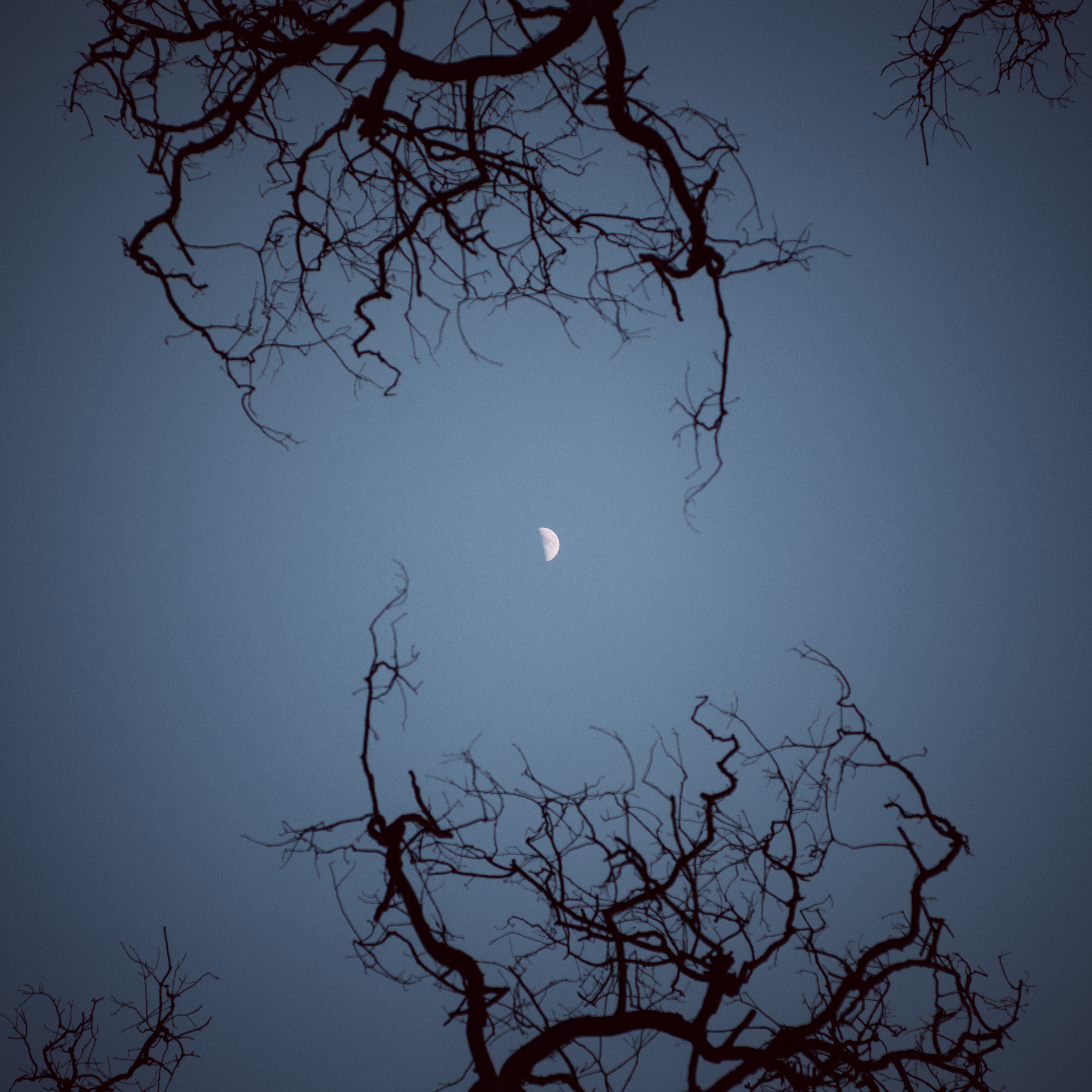 135801 télécharger l'image nature, sky, nuit, lune, branches, vue de dessous, vue de bas - fonds d'écran et économiseurs d'écran gratuits