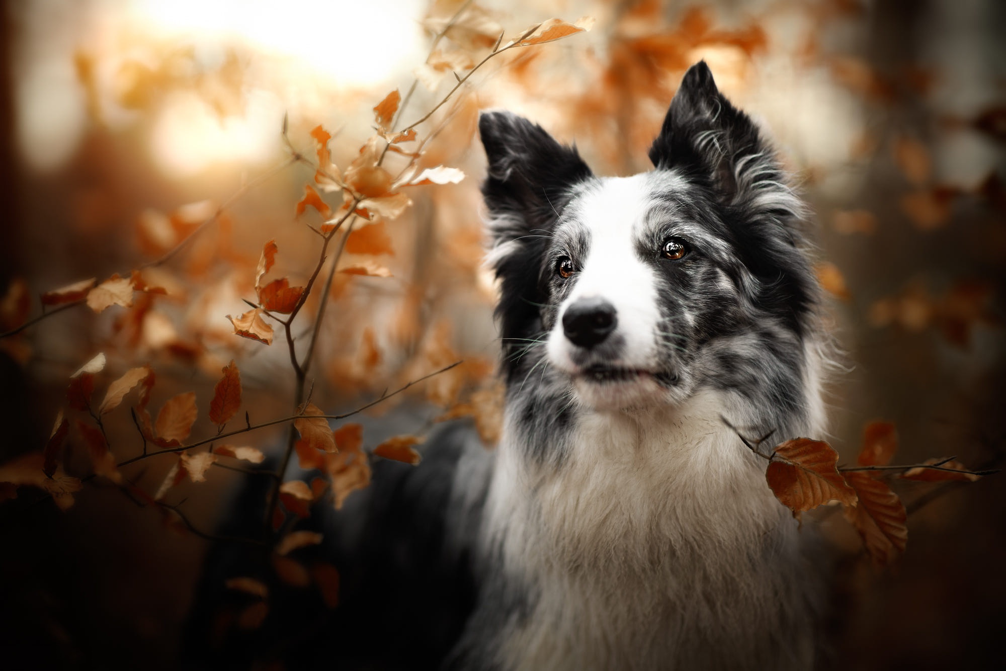 Baixe gratuitamente a imagem Animais, Cães, Outono, Cão, Border Collie na área de trabalho do seu PC
