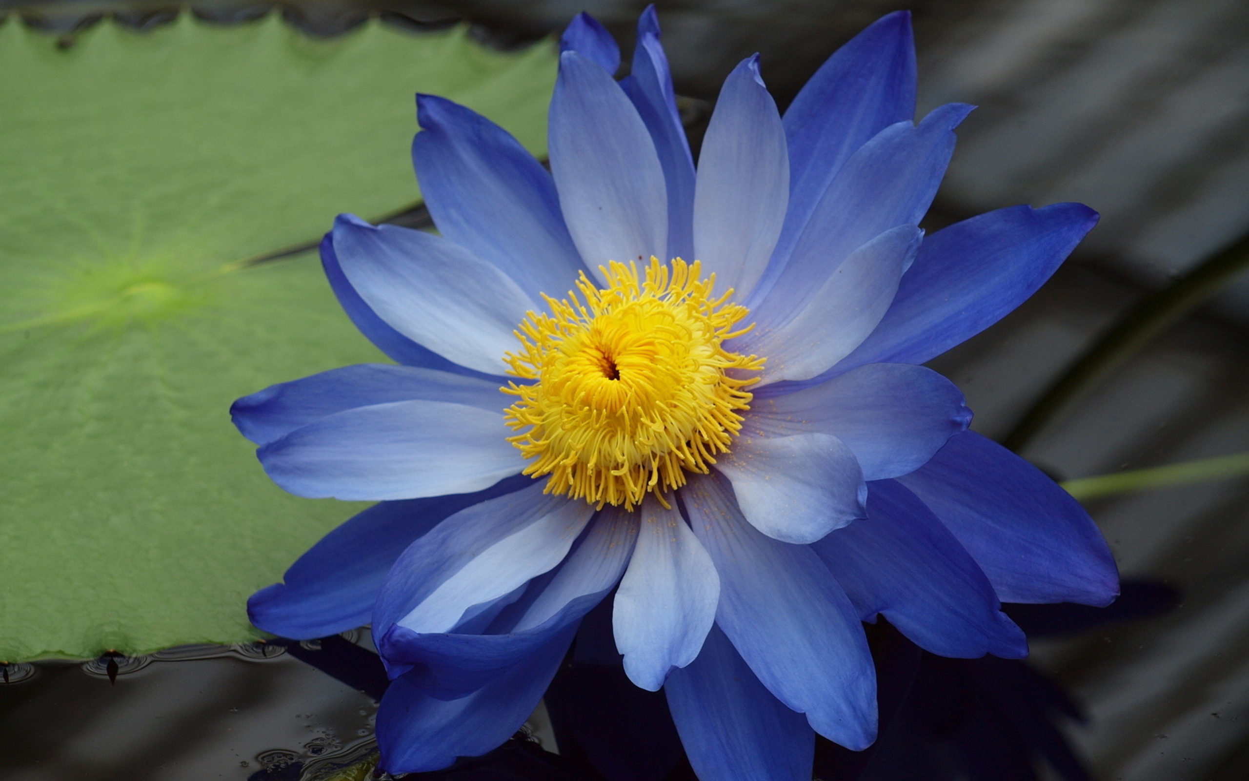 Baixe gratuitamente a imagem Flores, Flor, Terra/natureza, Lírio De Água na área de trabalho do seu PC
