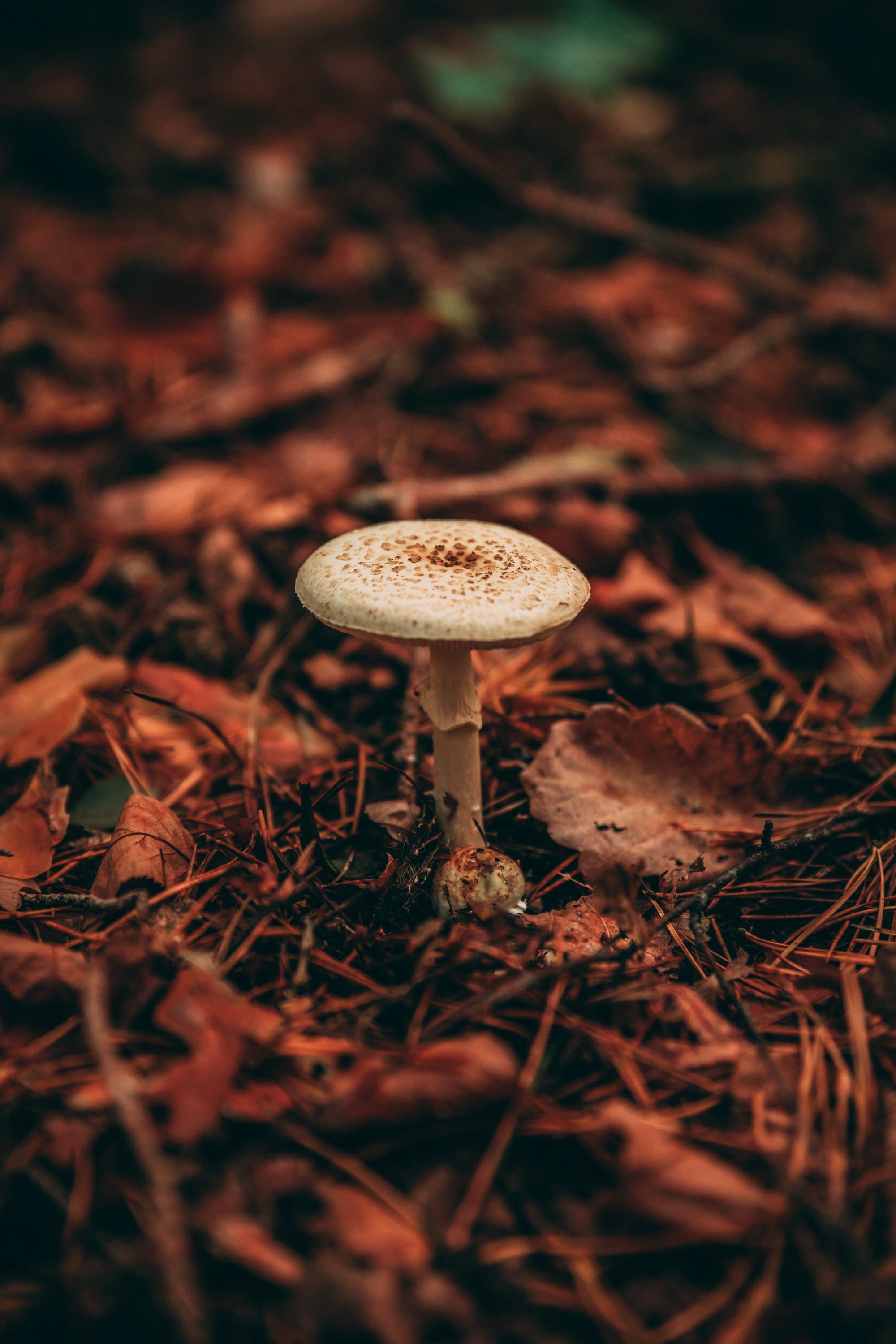 mushroom, nature, grass, autumn, plant 32K