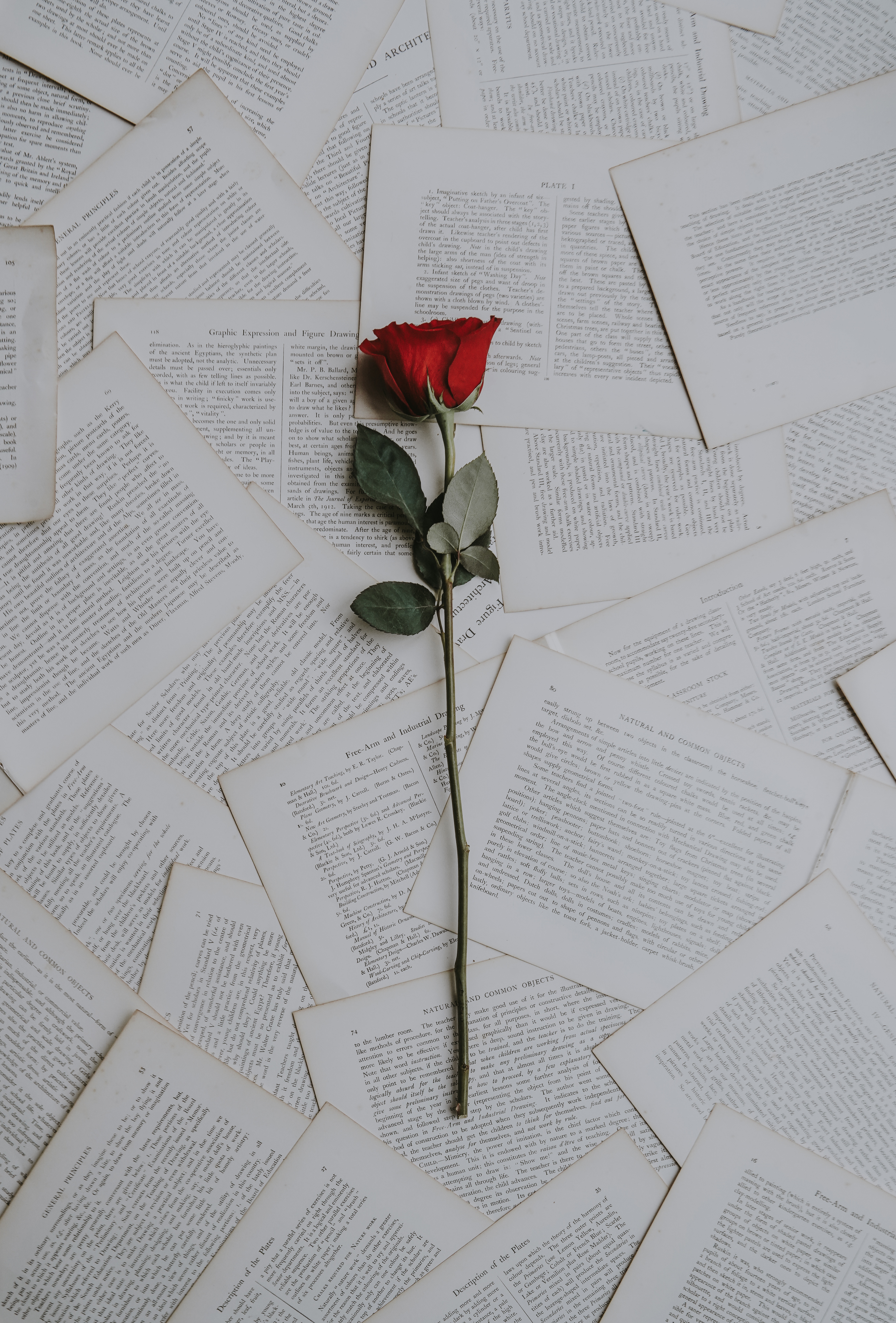 flowers, books, rose flower, rose, texts